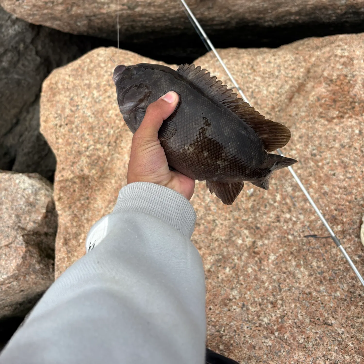 Tautog caught on Fishbrain