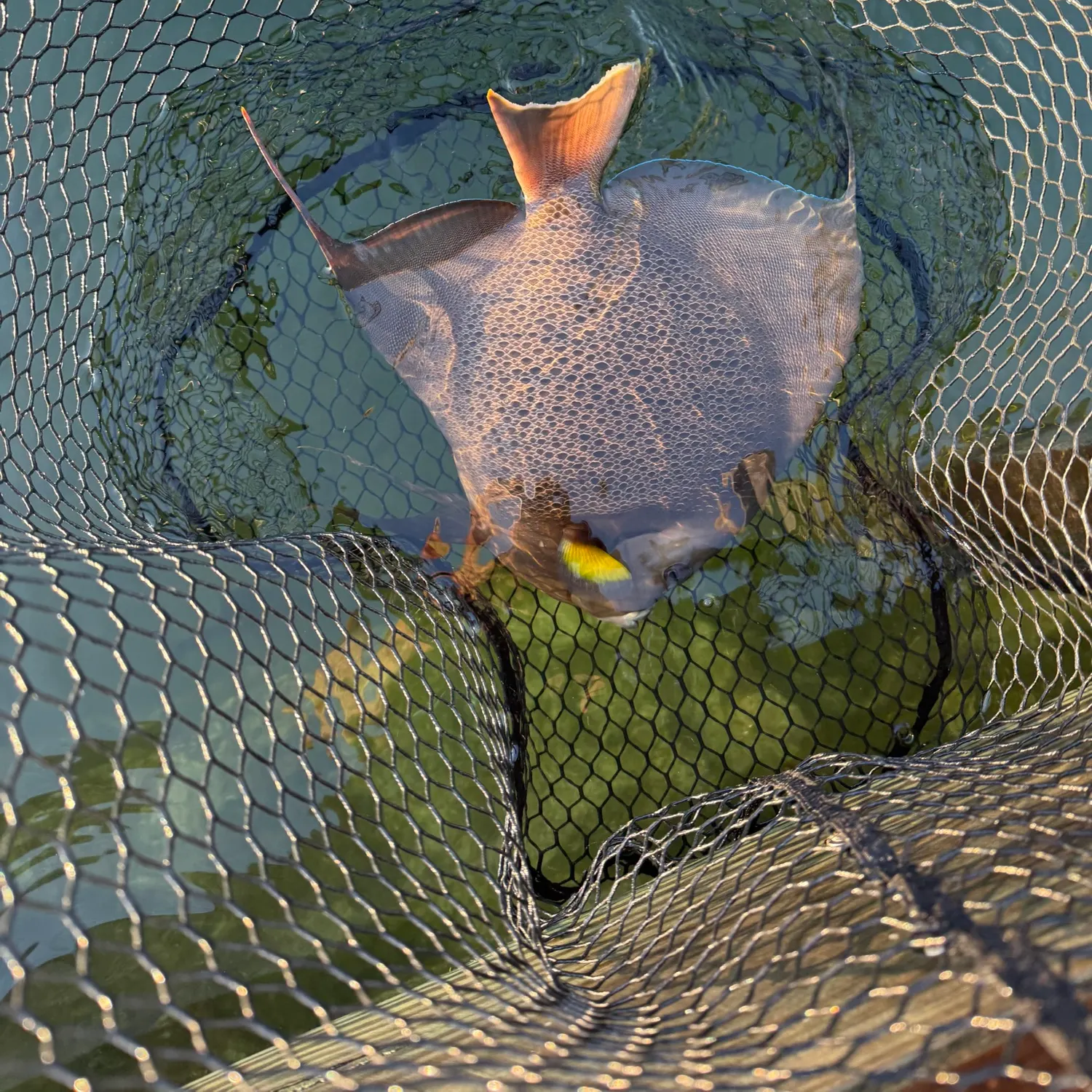 The most recent Gray angelfish catches on Fishbrain