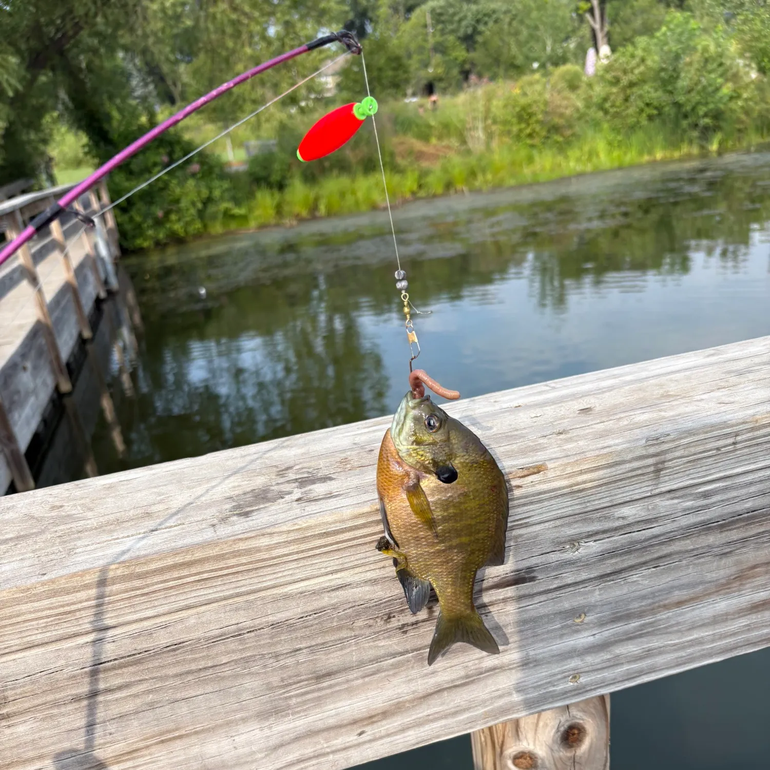 recently logged catches