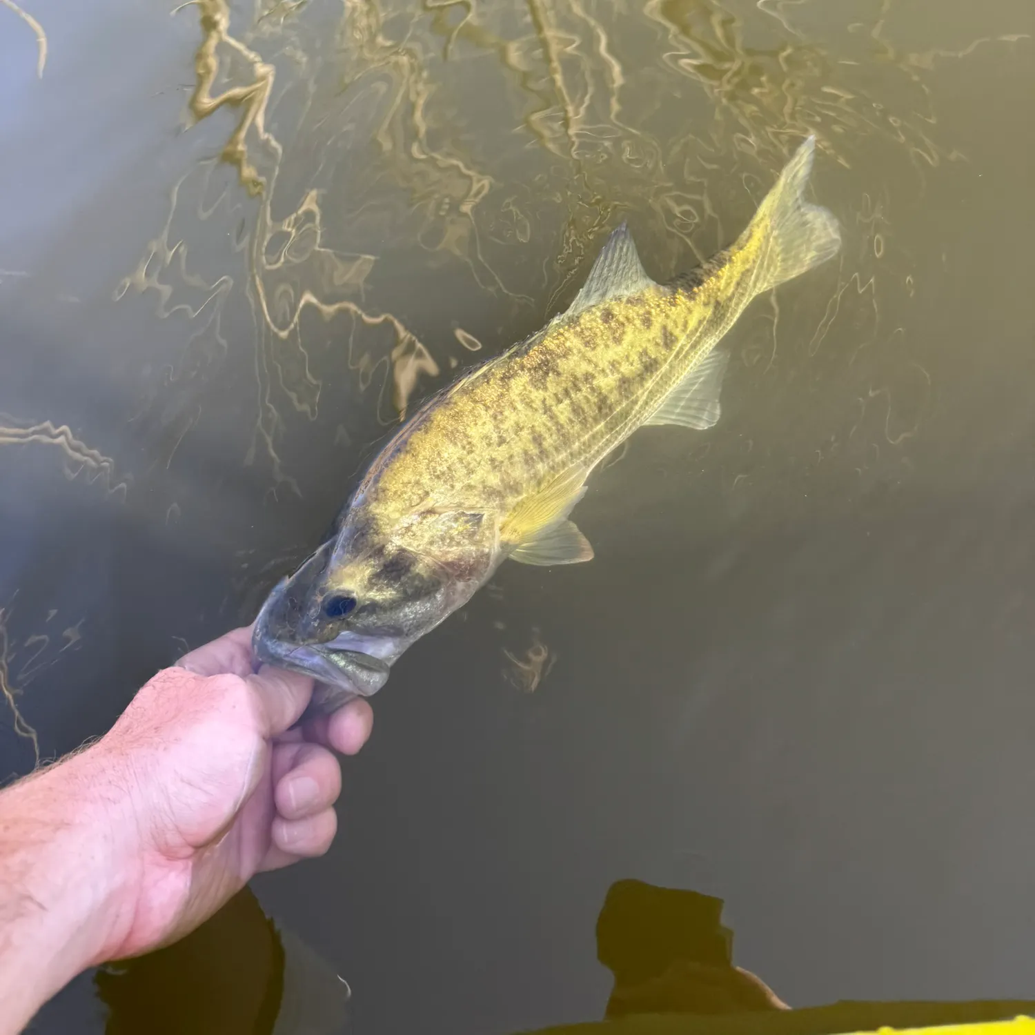 Spotted bass caught on Fishbrain
