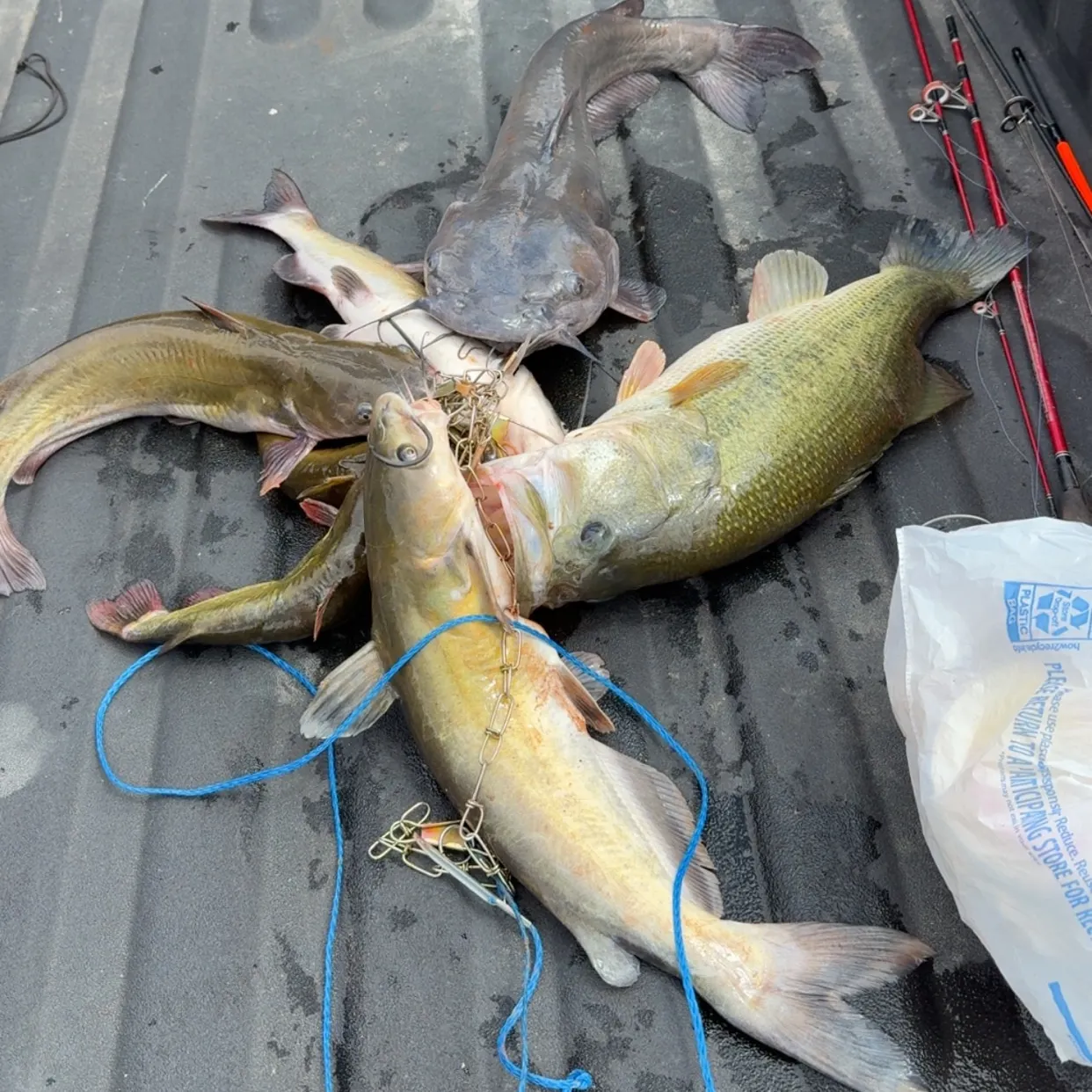 recently logged catches