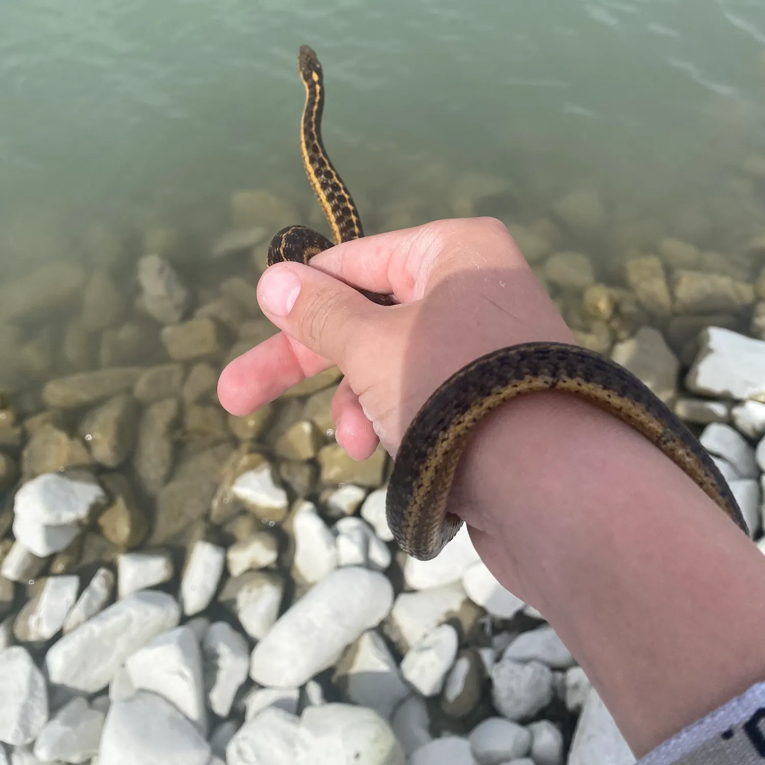 The most recent Dubois sea snake catches on Fishbrain