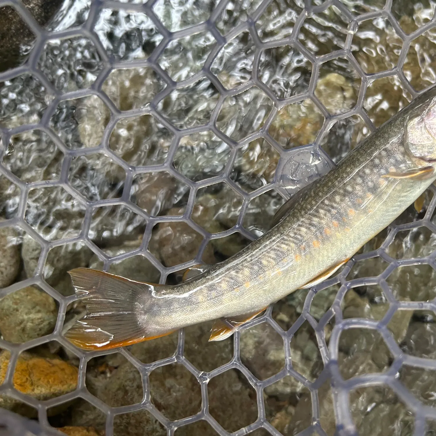 The most recent Japanese pluvius char catches on Fishbrain