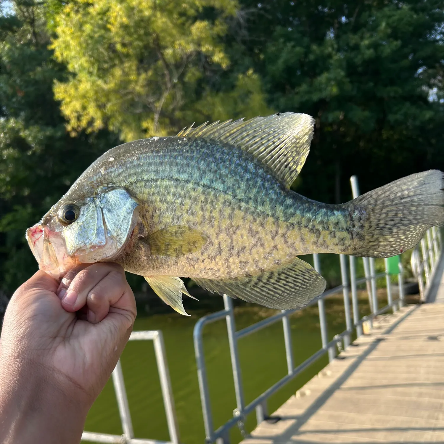 Black crappie caught on Fishbrain