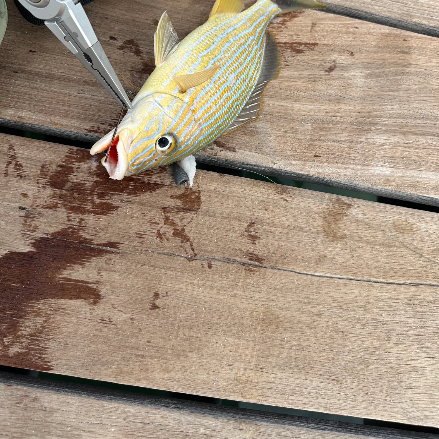 The most recent Oriental sweetlips catches on Fishbrain