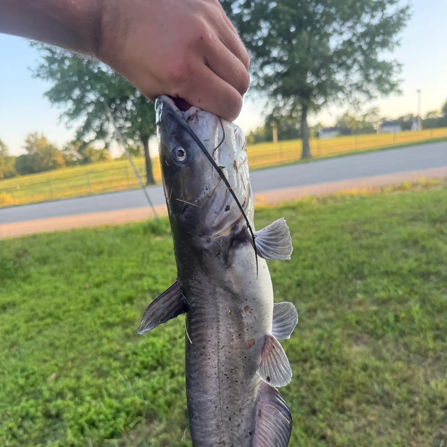 Channel catfish caught on Fishbrain