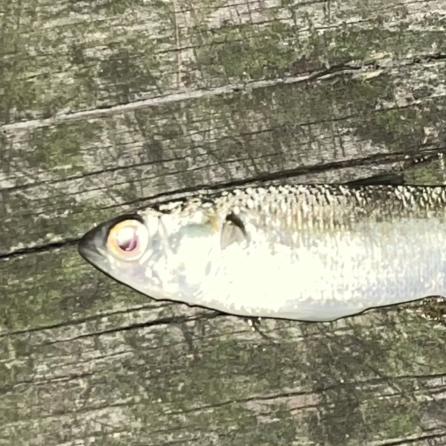 The most recent Thinlip grey mullet catches on Fishbrain