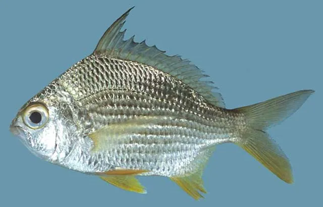 Deep-bodied mojarra