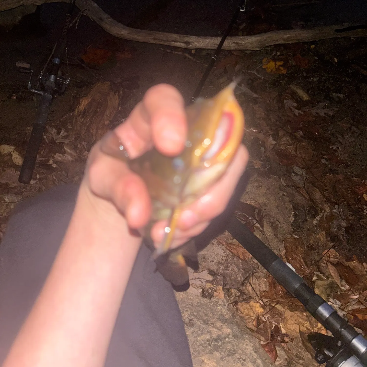 The most recent Yellow bullhead catches on Fishbrain