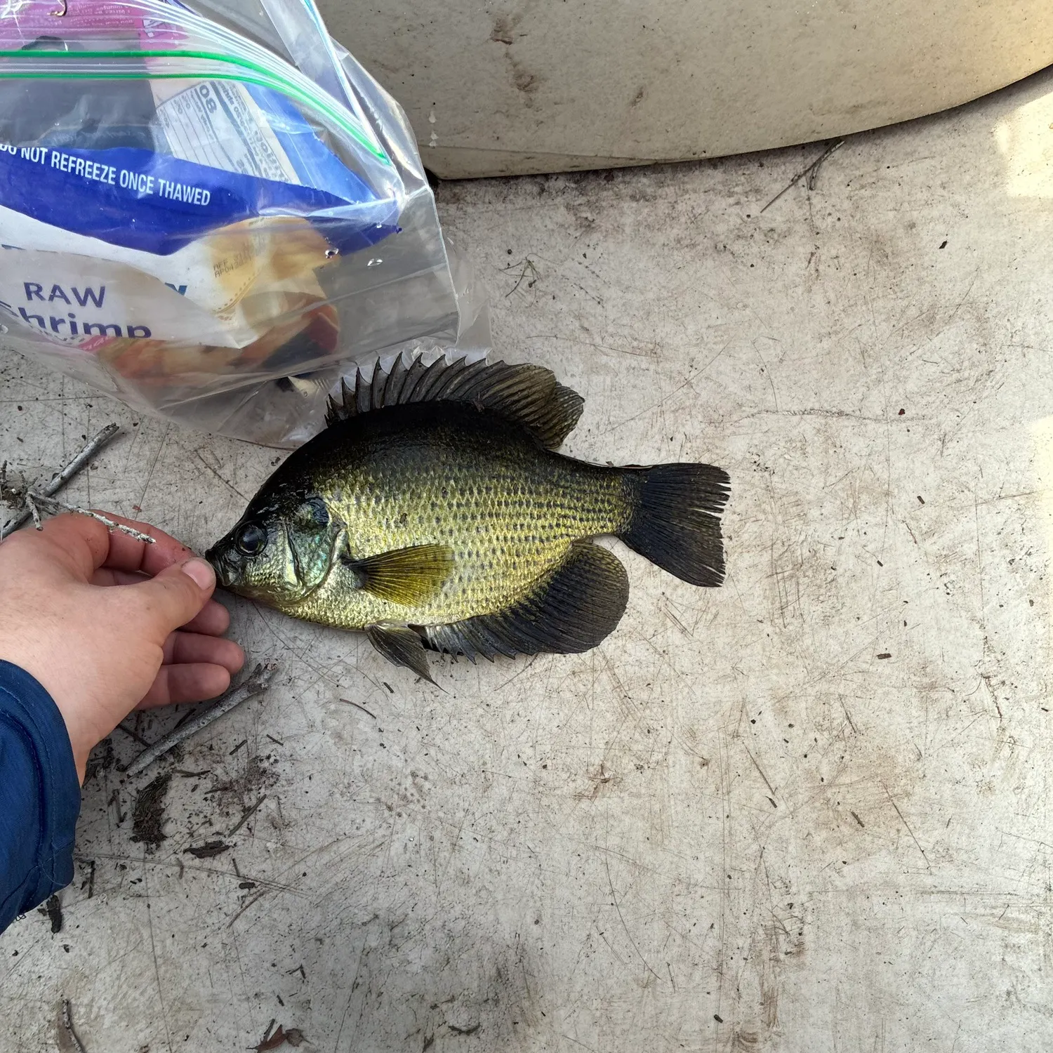 The most recent Flier catches on Fishbrain