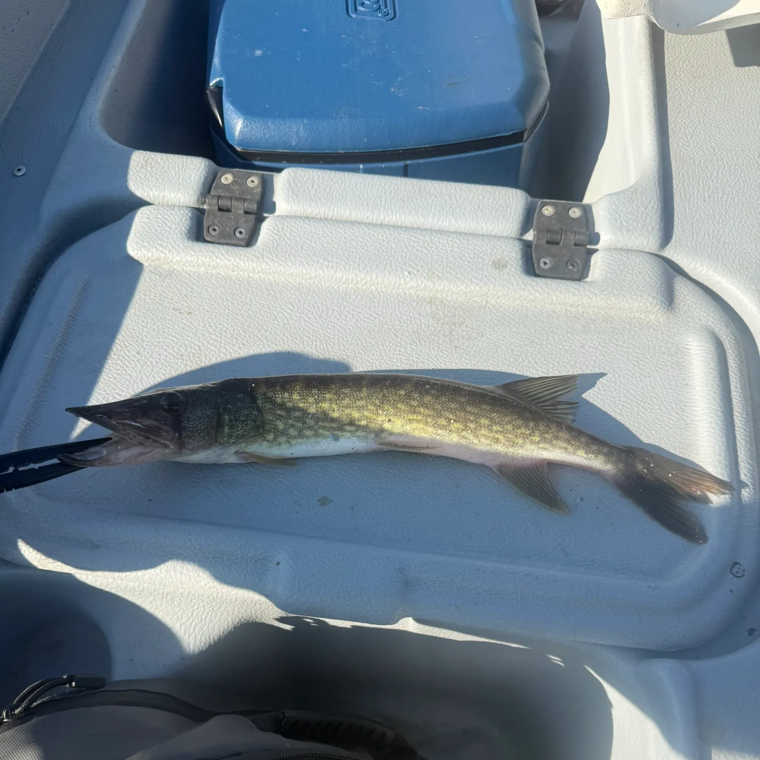 Chain pickerel caught on Fishbrain