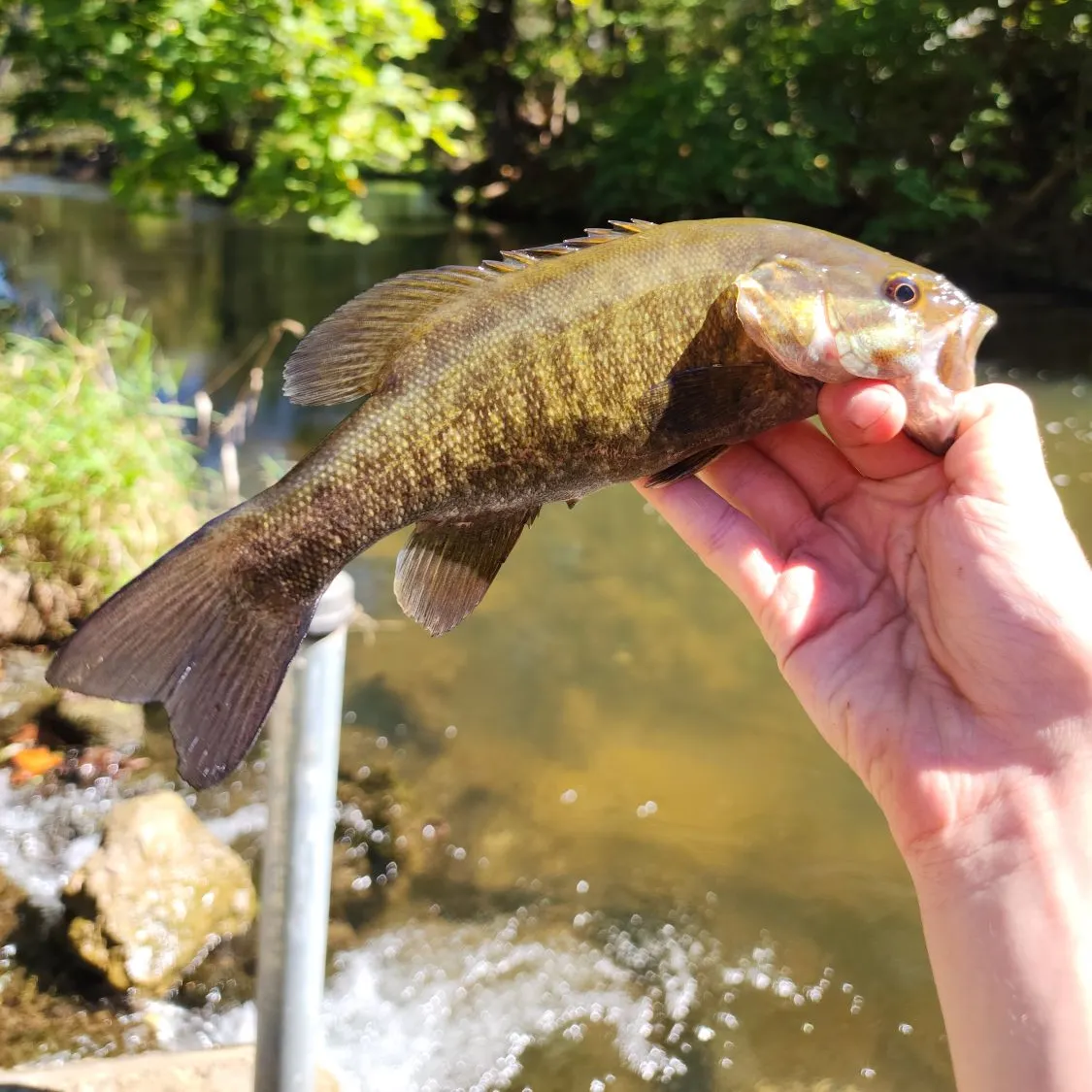 Smallmouth bass caught on Fishbrain