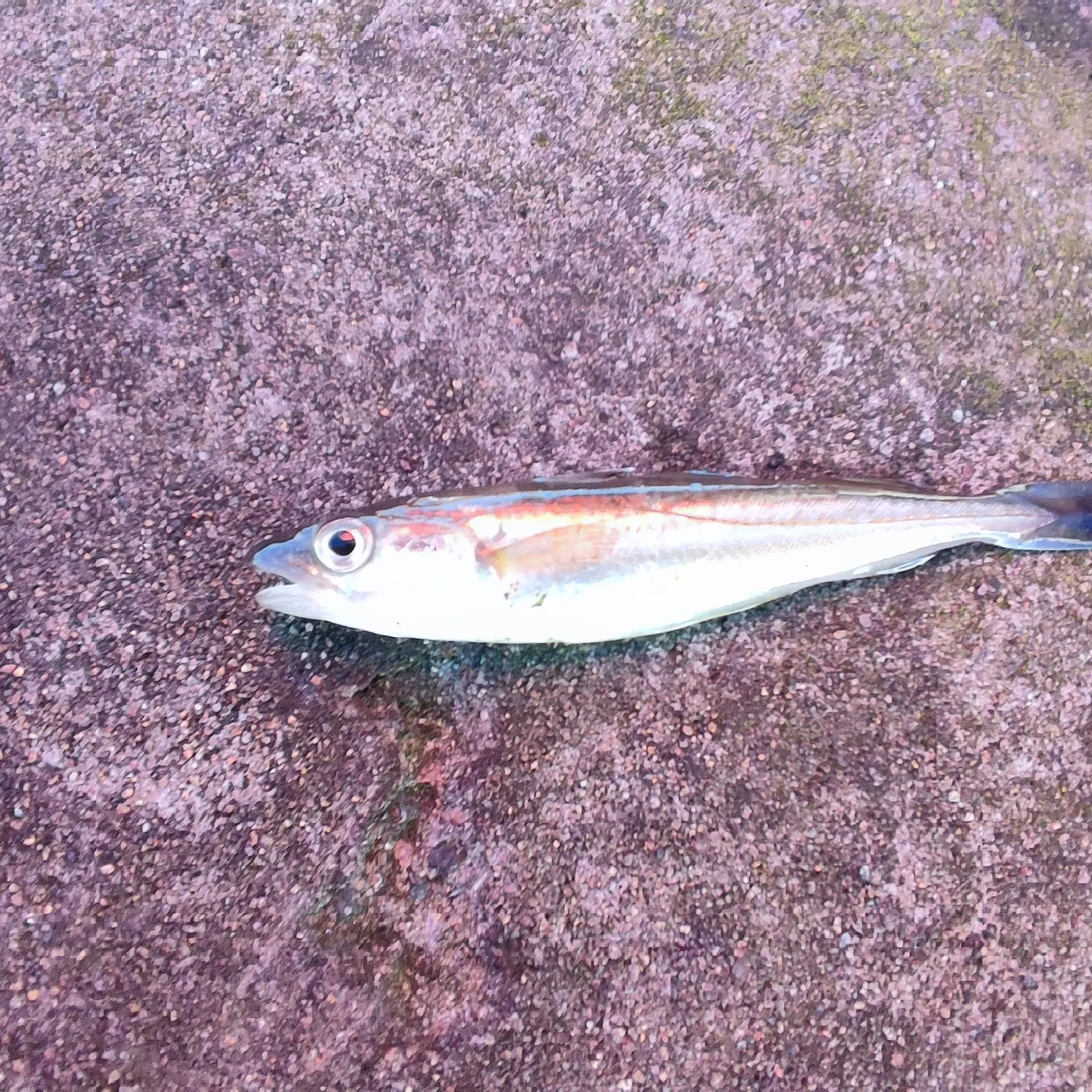 Whiting caught on Fishbrain