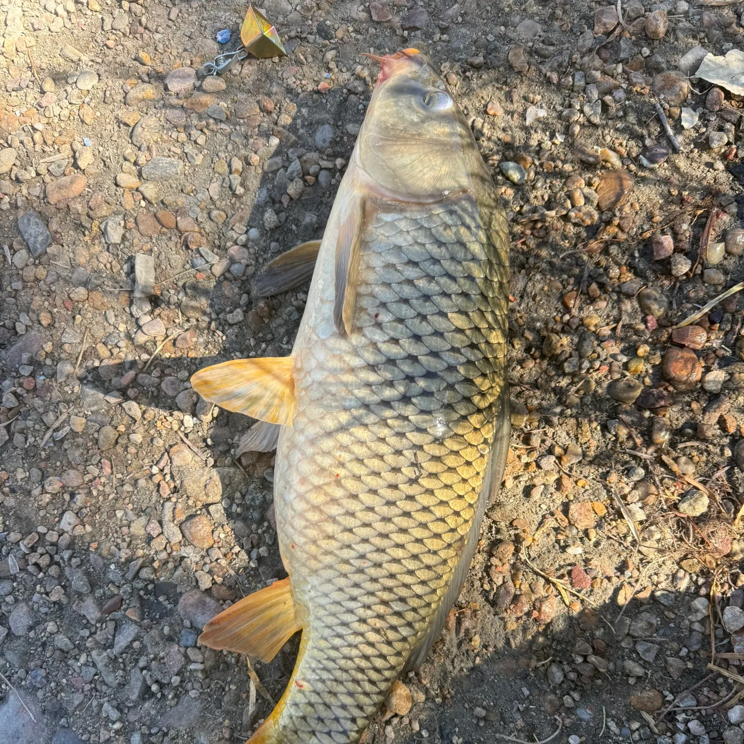 Common carp caught on Fishbrain