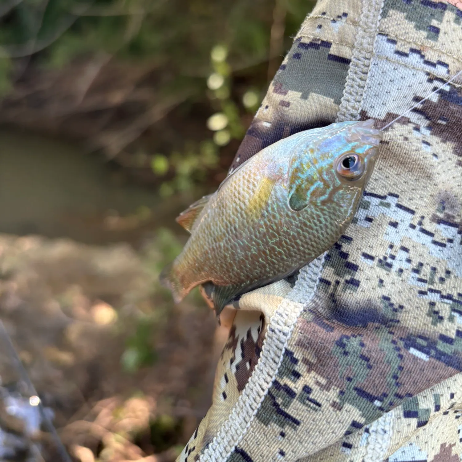The most recent Dollar sunfish catches on Fishbrain