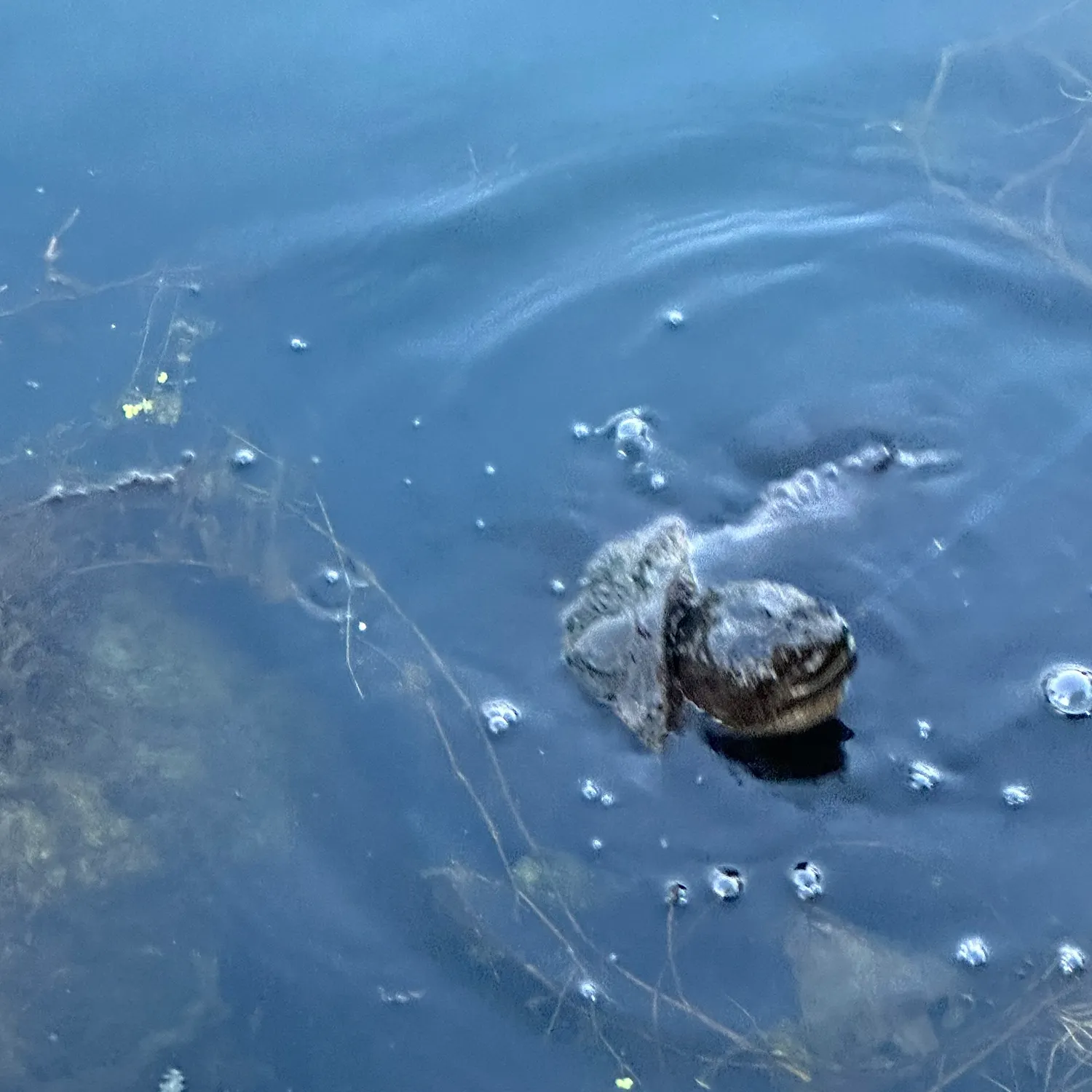 Common snapping turtle caught on Fishbrain