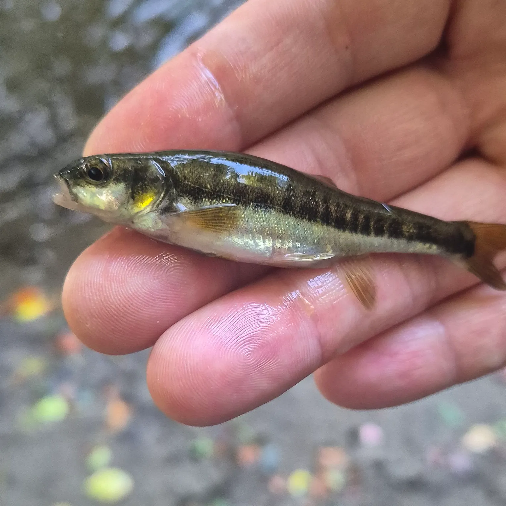 The most recent Three-spined stickleback catches on Fishbrain