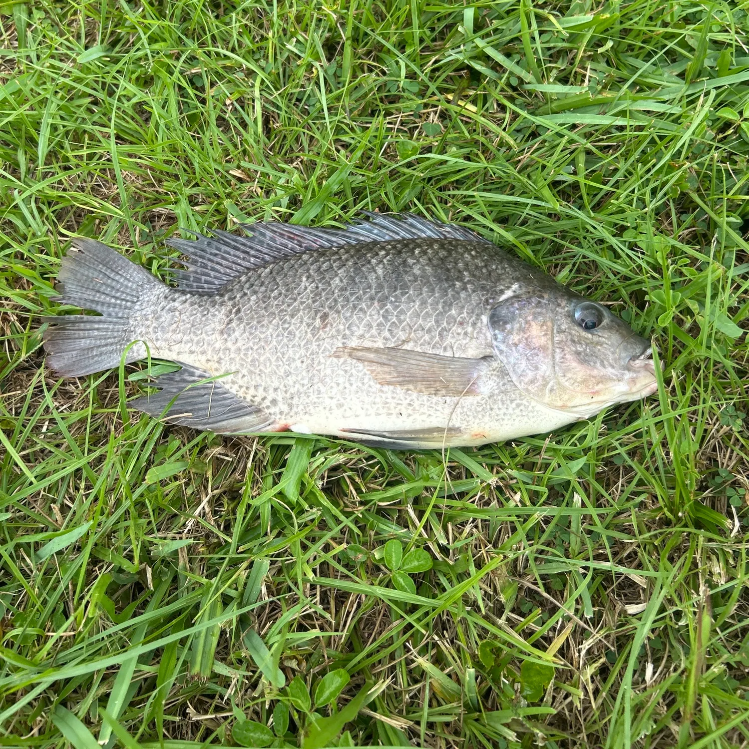 Nile tilapia caught on Fishbrain