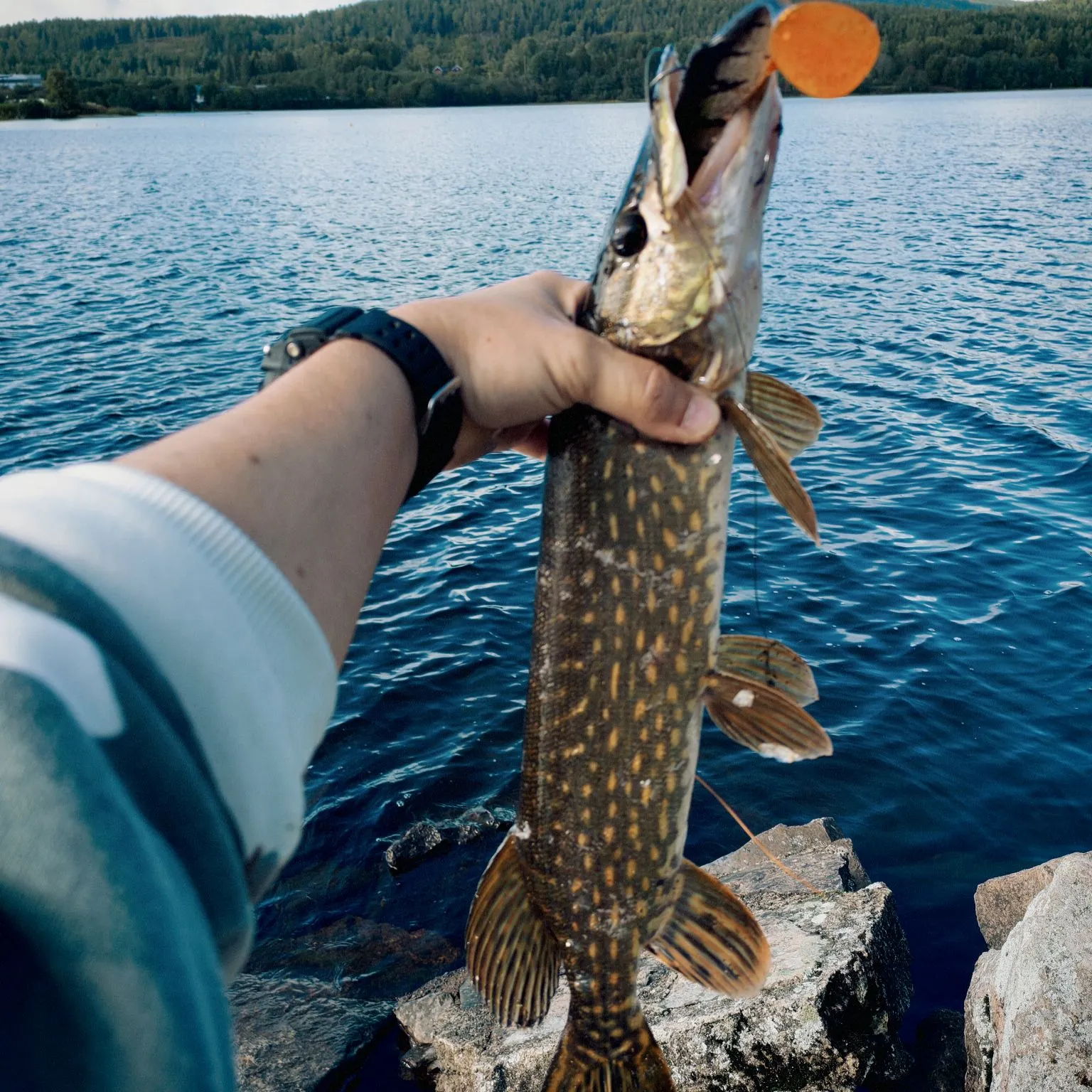 Northern pike caught on Fishbrain