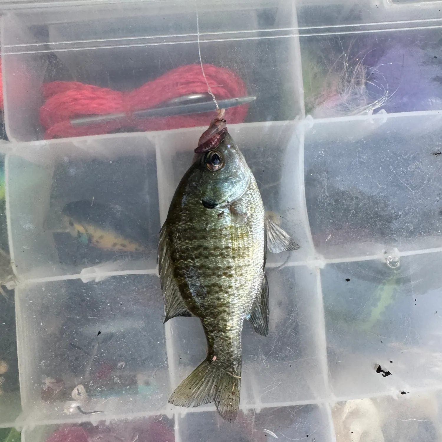 Bluegill caught on Fishbrain