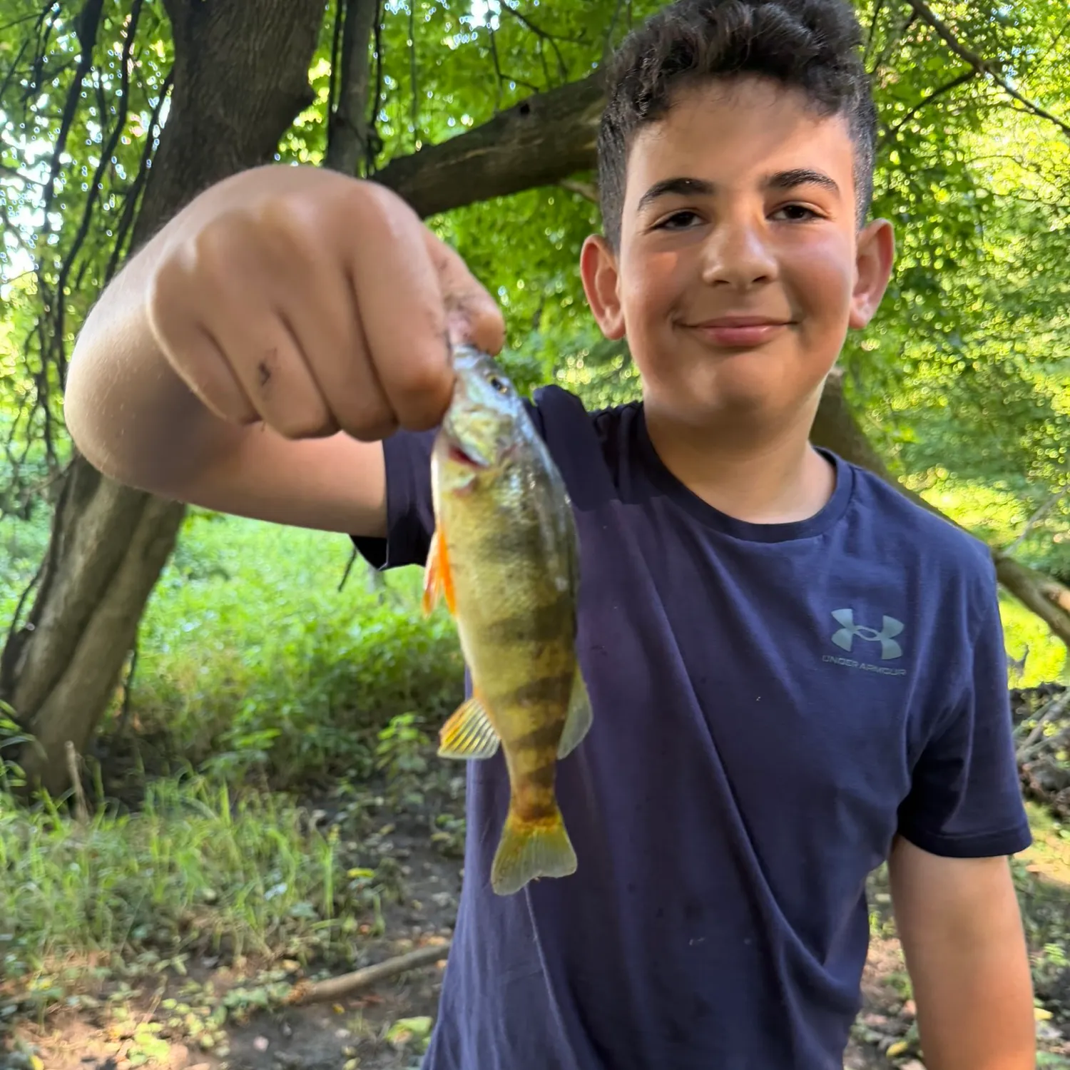 Yellow perch caught on Fishbrain
