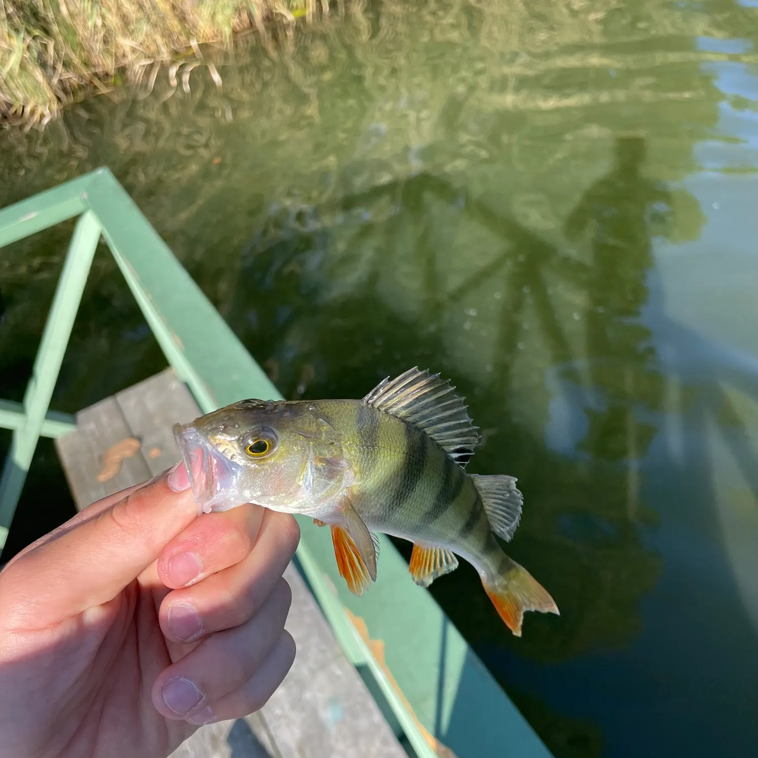 European perch caught on Fishbrain