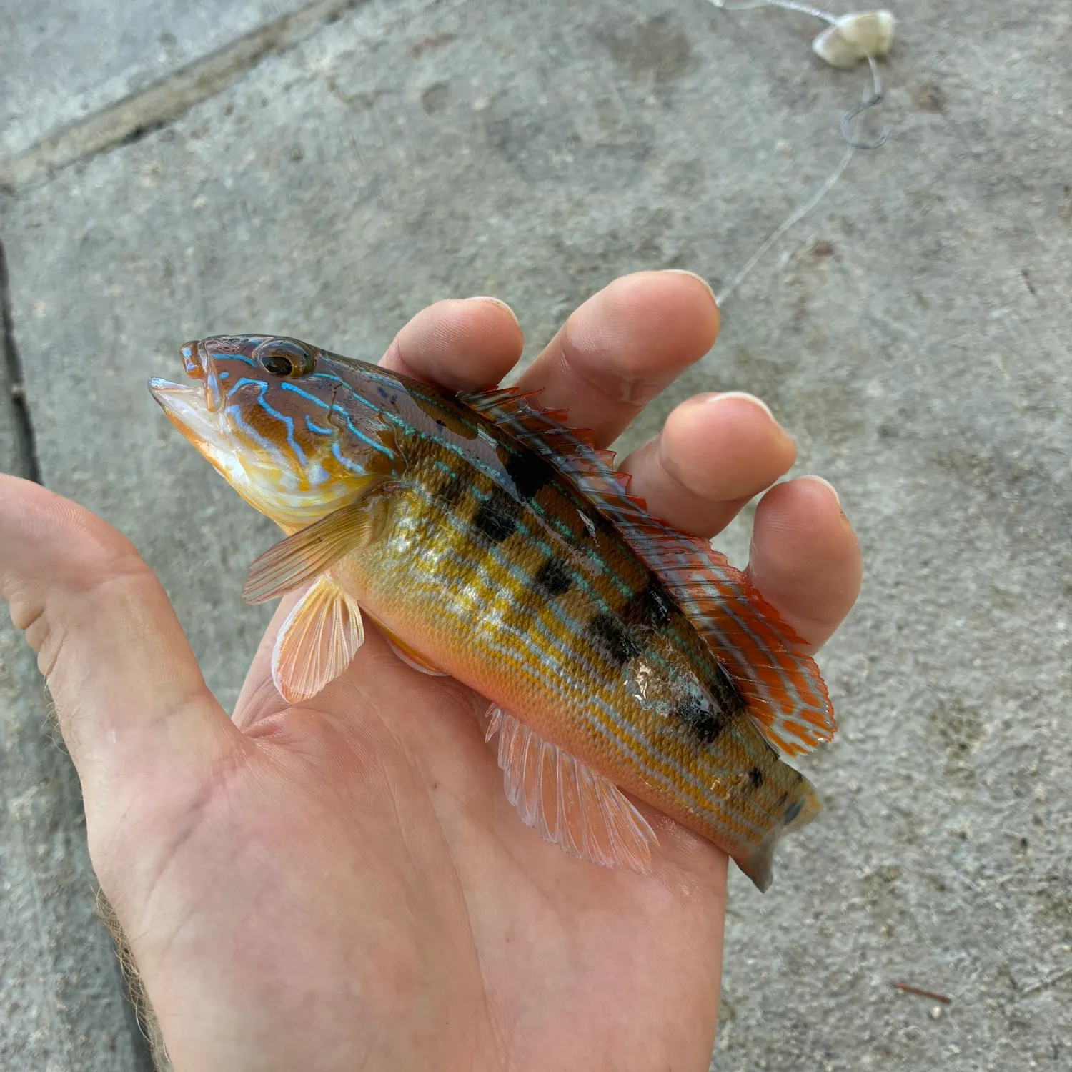 Sand perch caught on Fishbrain