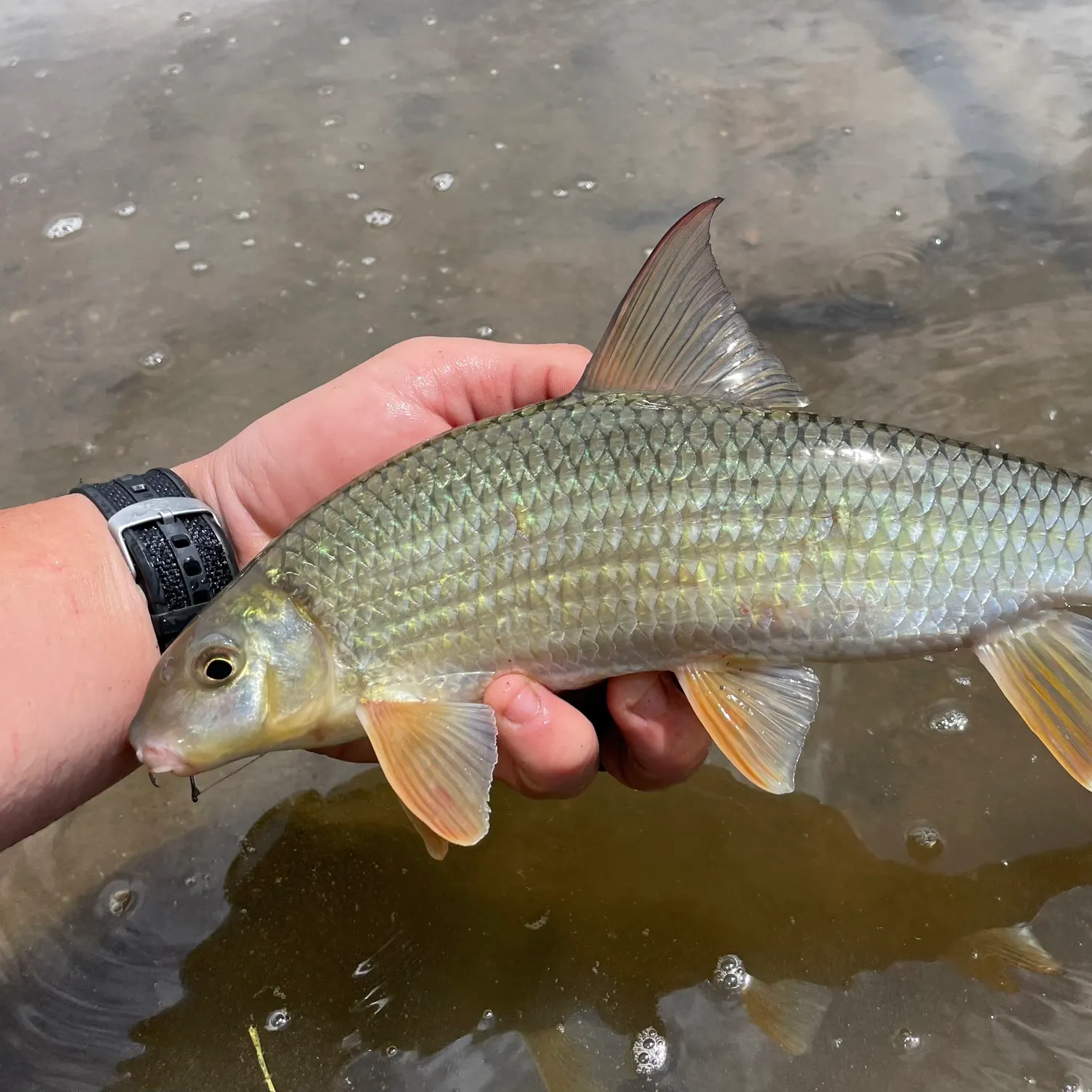 The most recent Smallmouth redhorse catches on Fishbrain