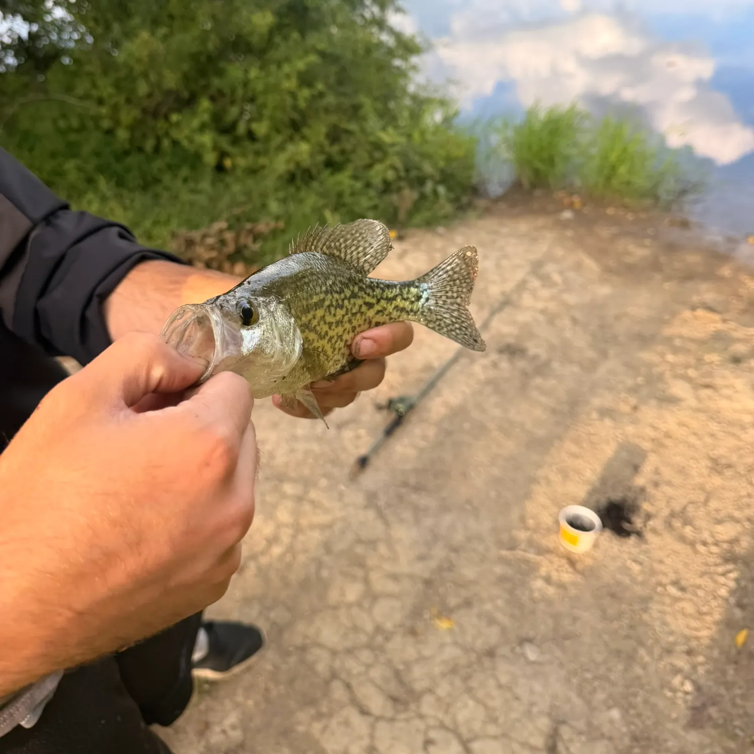 Black crappie caught on Fishbrain