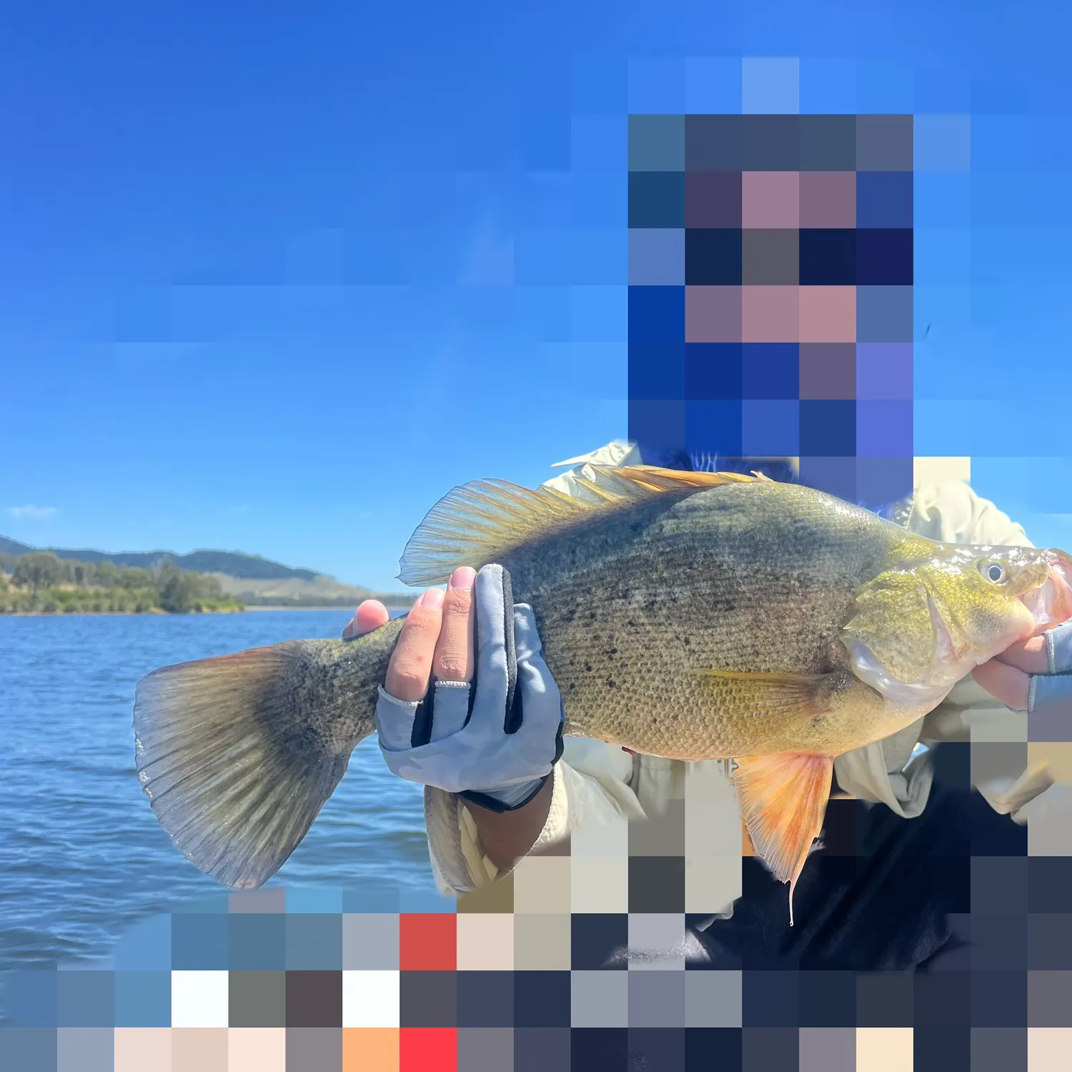 The most recent Golden perch catches on Fishbrain