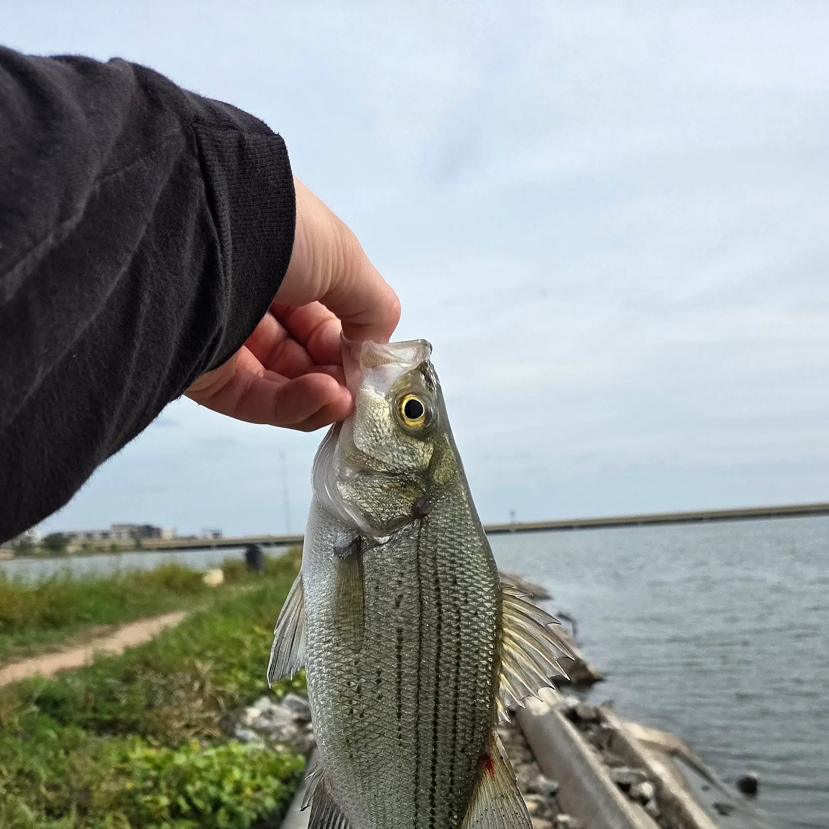 Striped bass caught on Fishbrain