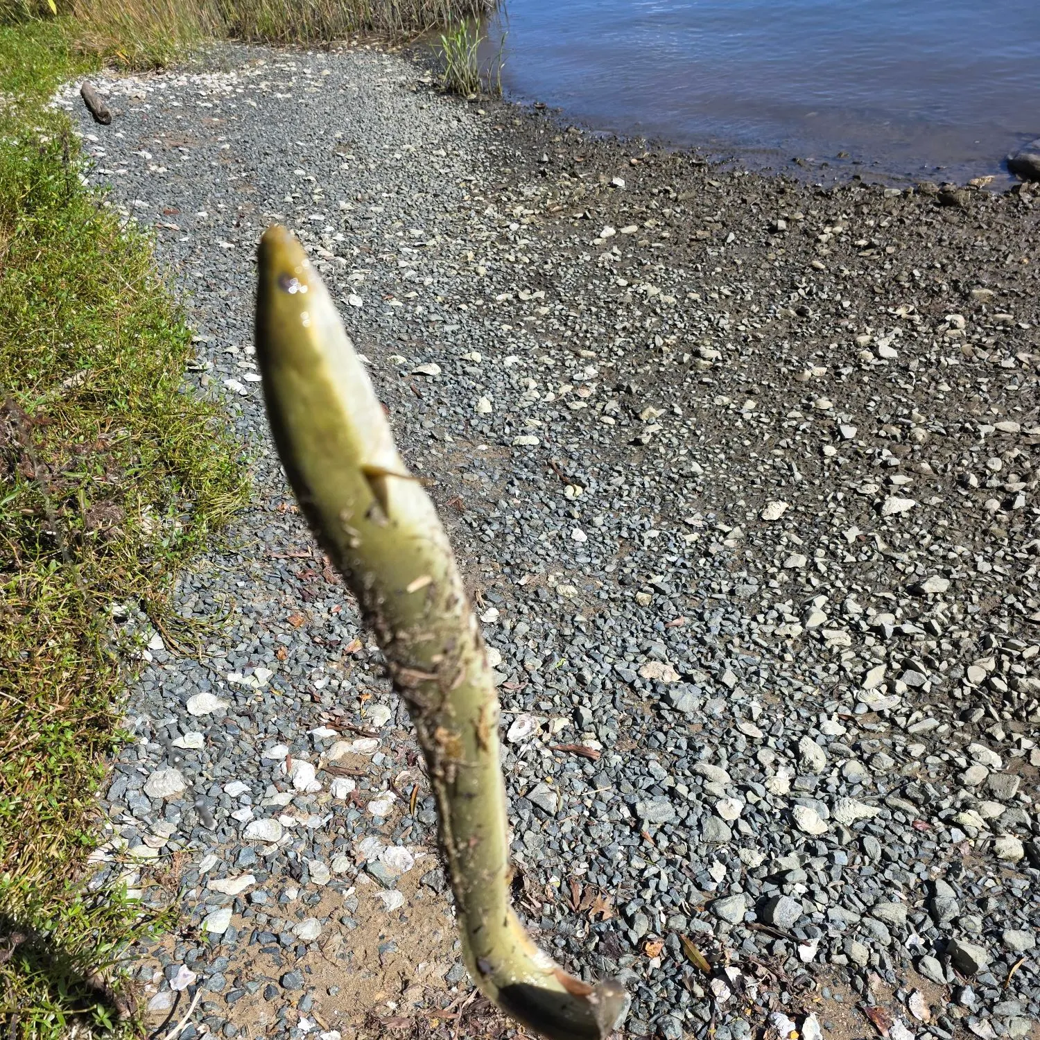 American eel caught on Fishbrain