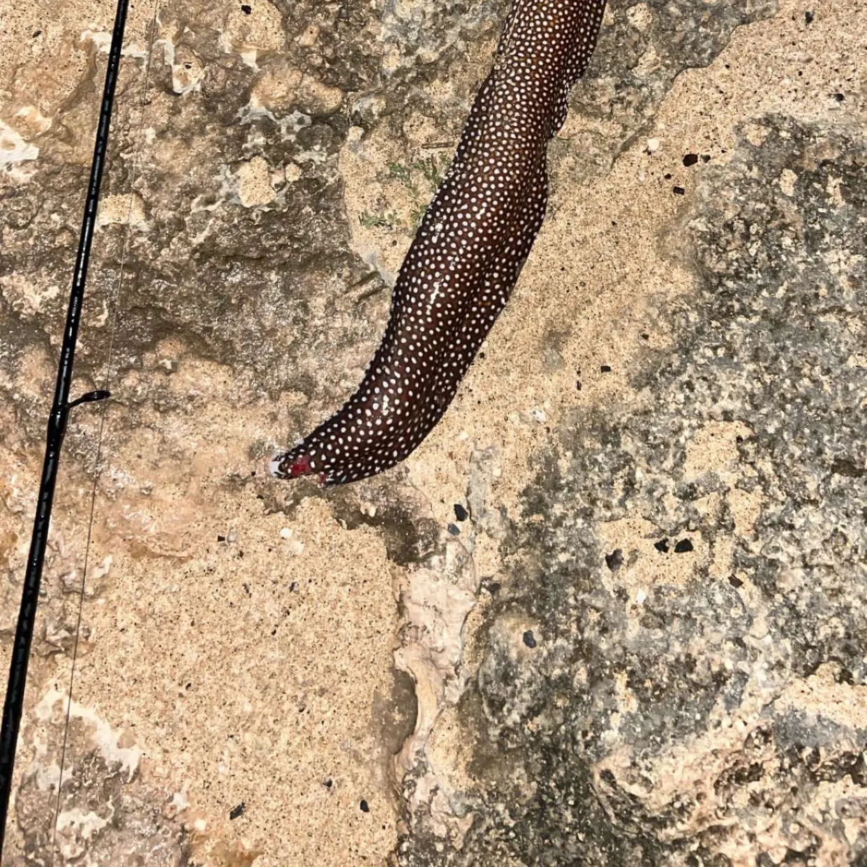 The most recent Spotted moray eel catches on Fishbrain