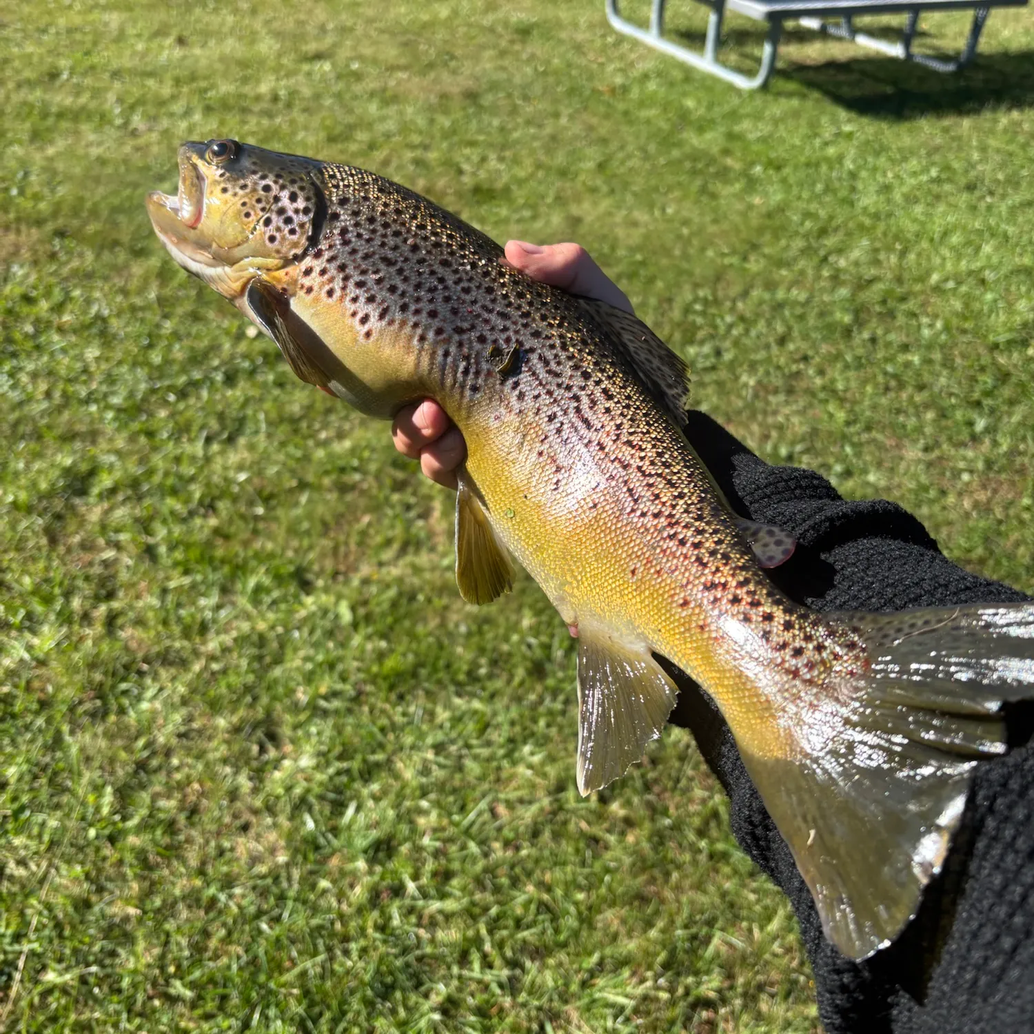 Brown trout caught on Fishbrain