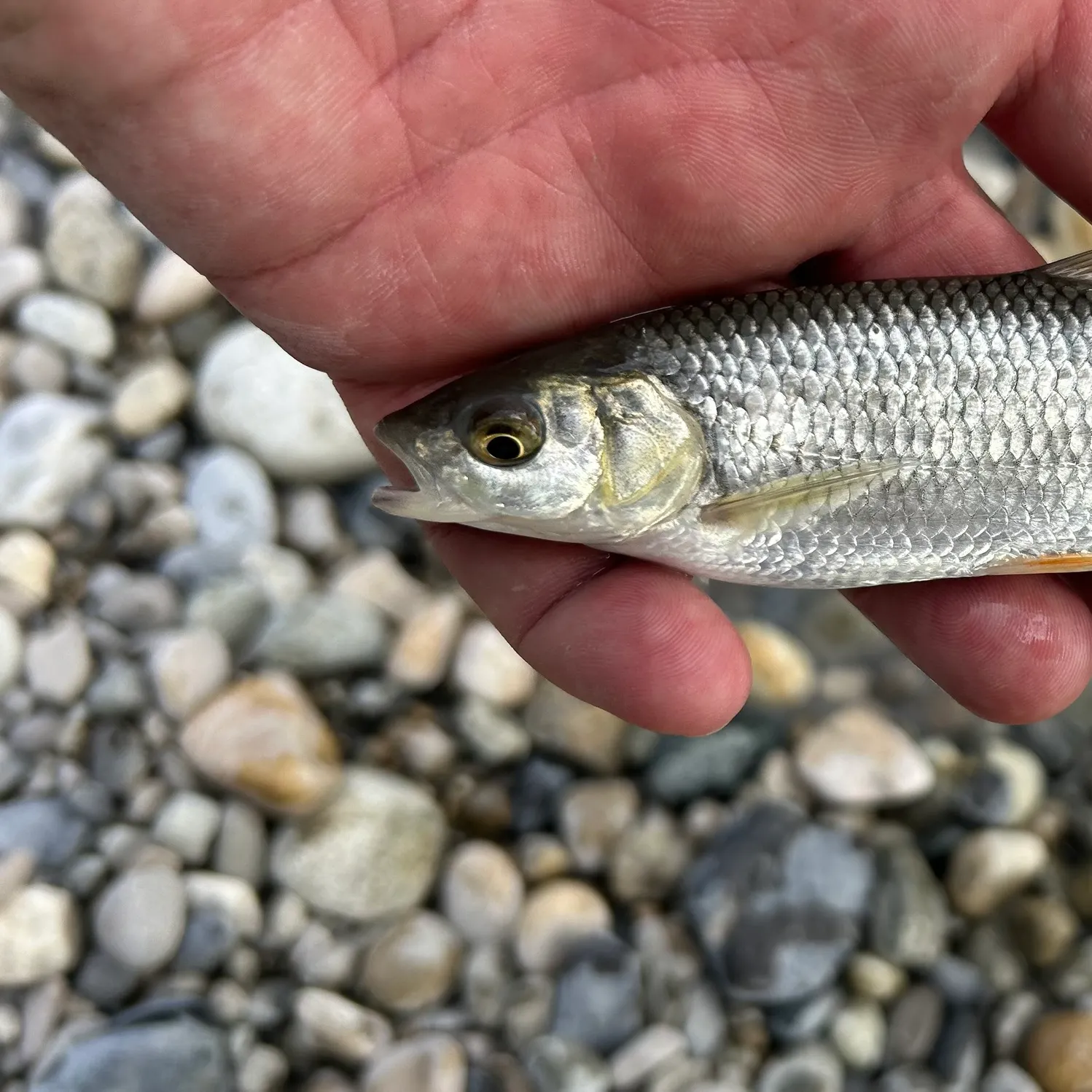 European chub caught on Fishbrain