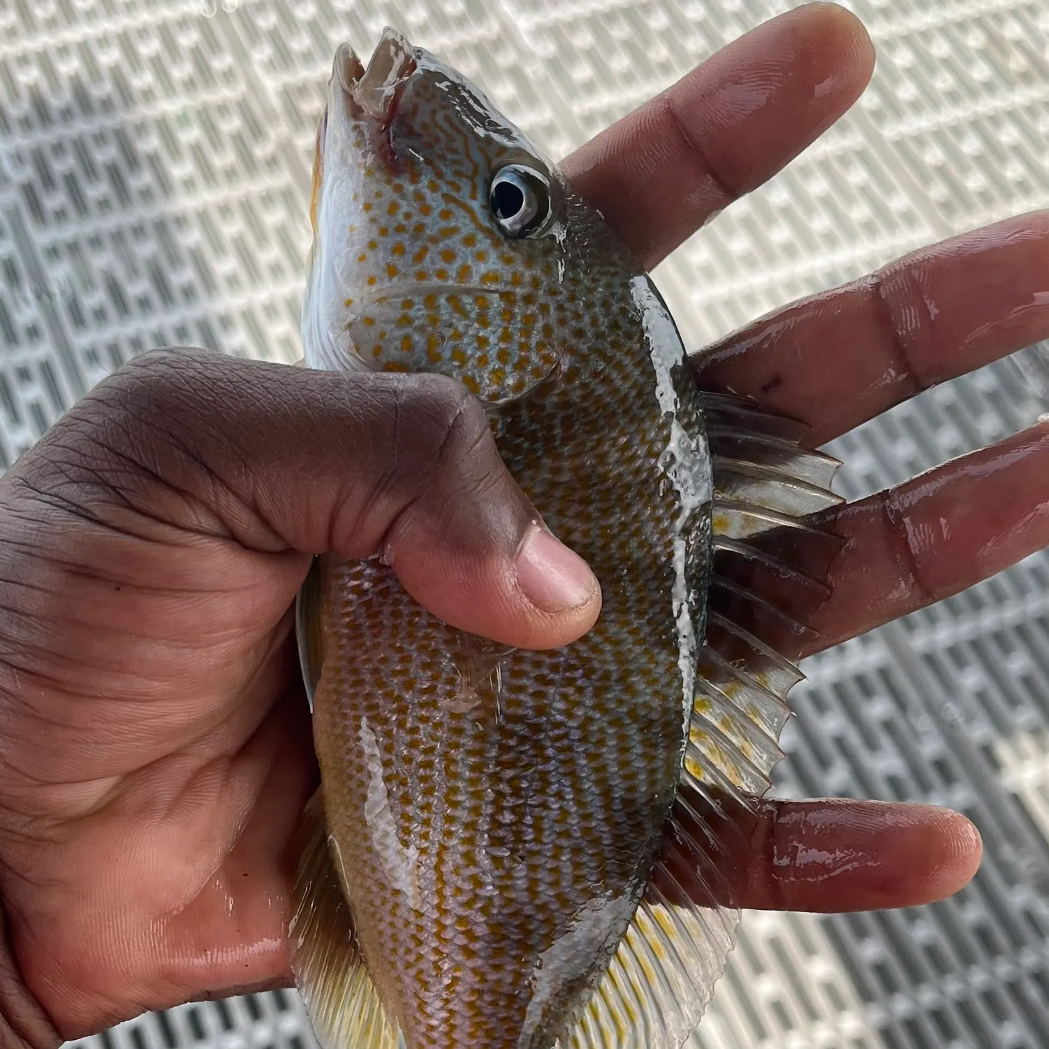The most recent Pigfish catches on Fishbrain