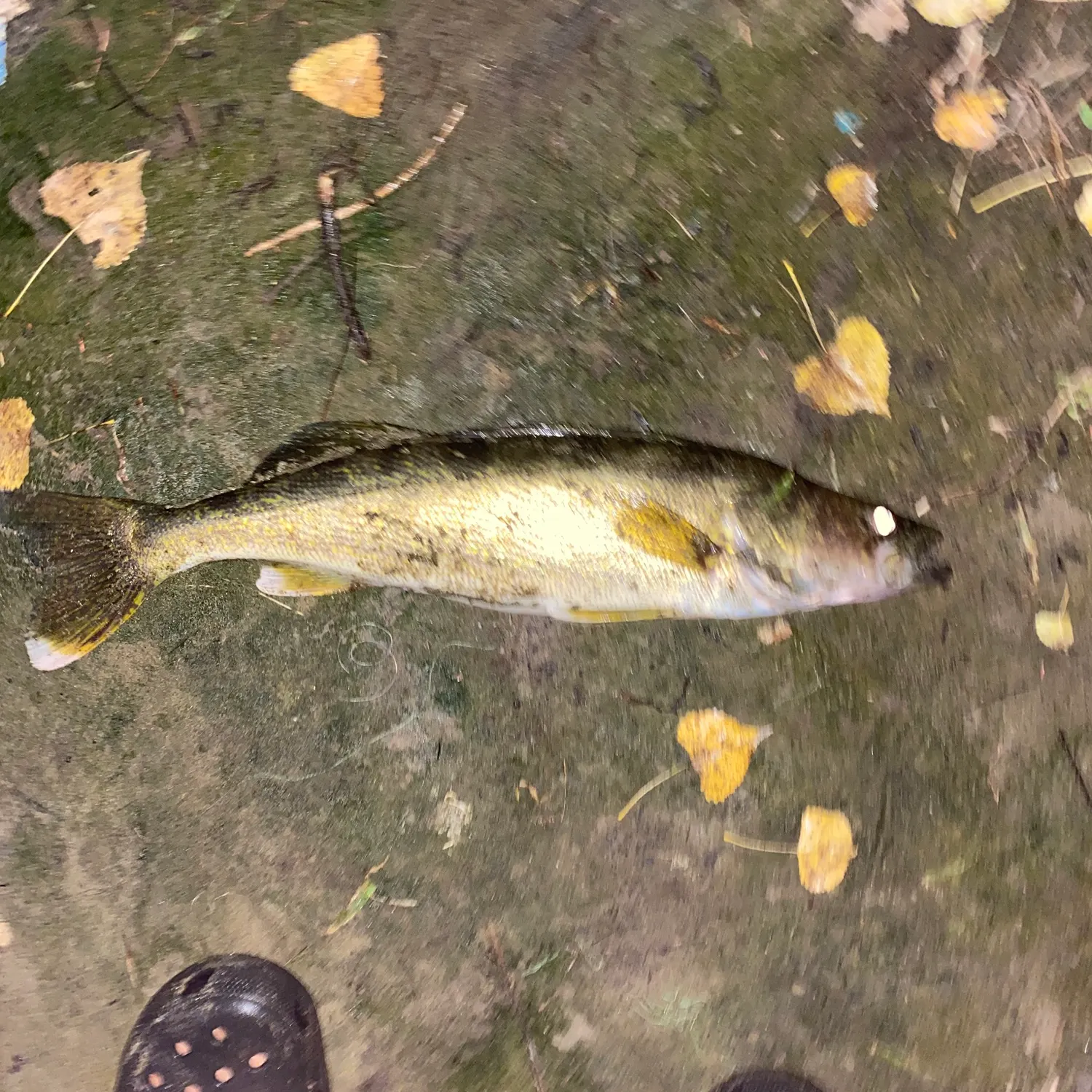 Walleye caught on Fishbrain
