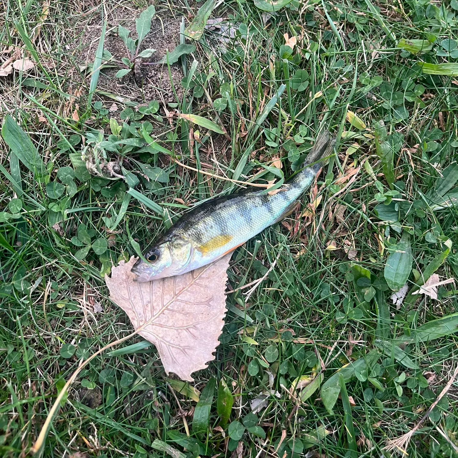 Yellow perch caught on Fishbrain