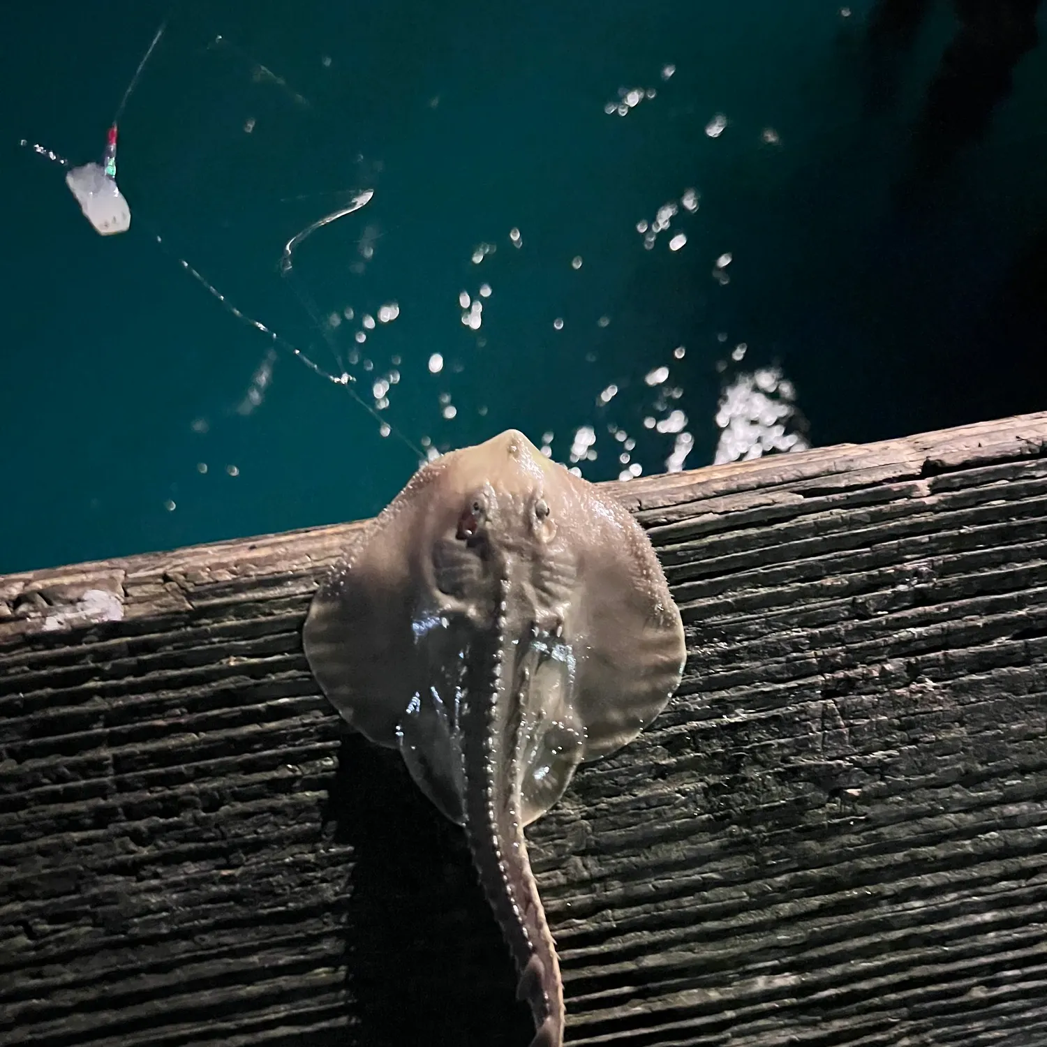 The most recent Thornback guitarfish catches on Fishbrain