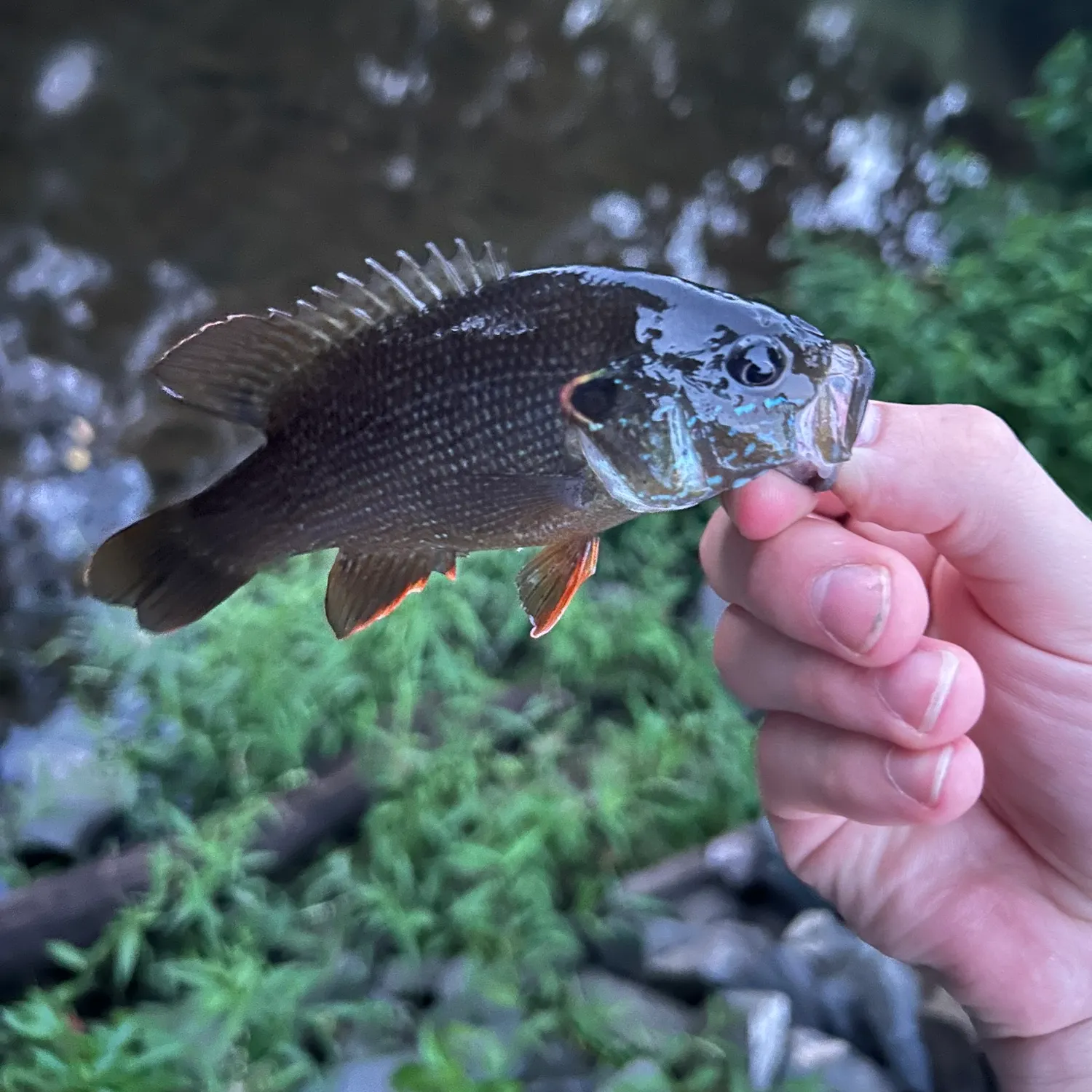 Green sunfish caught on Fishbrain