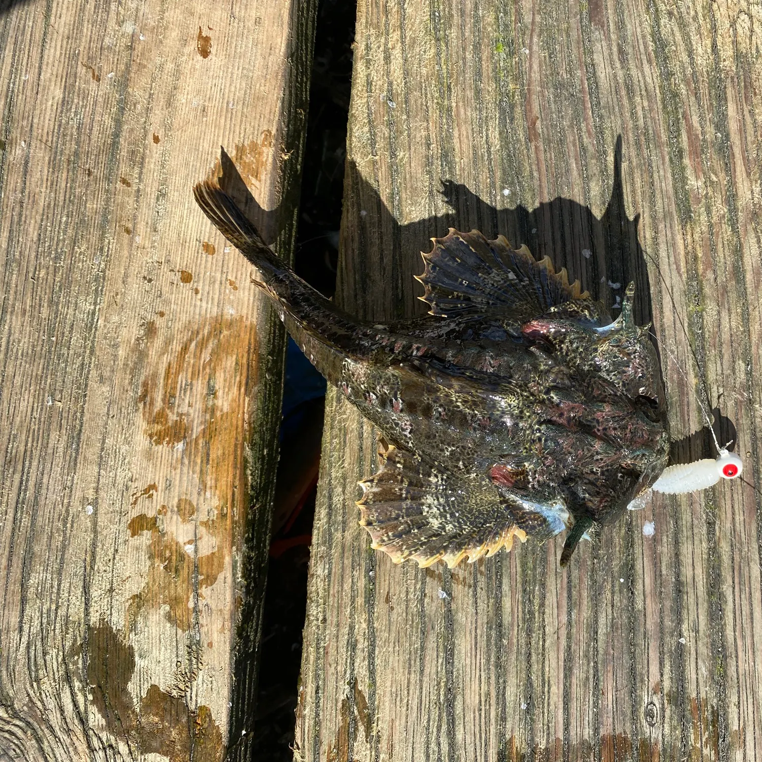 The most recent Buffalo sculpin catches on Fishbrain