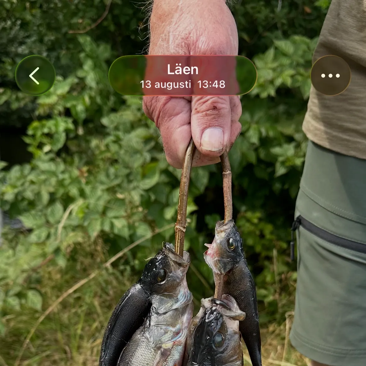 European perch caught on Fishbrain