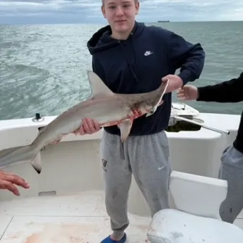 The most recent Smooth hammerhead shark catches on Fishbrain