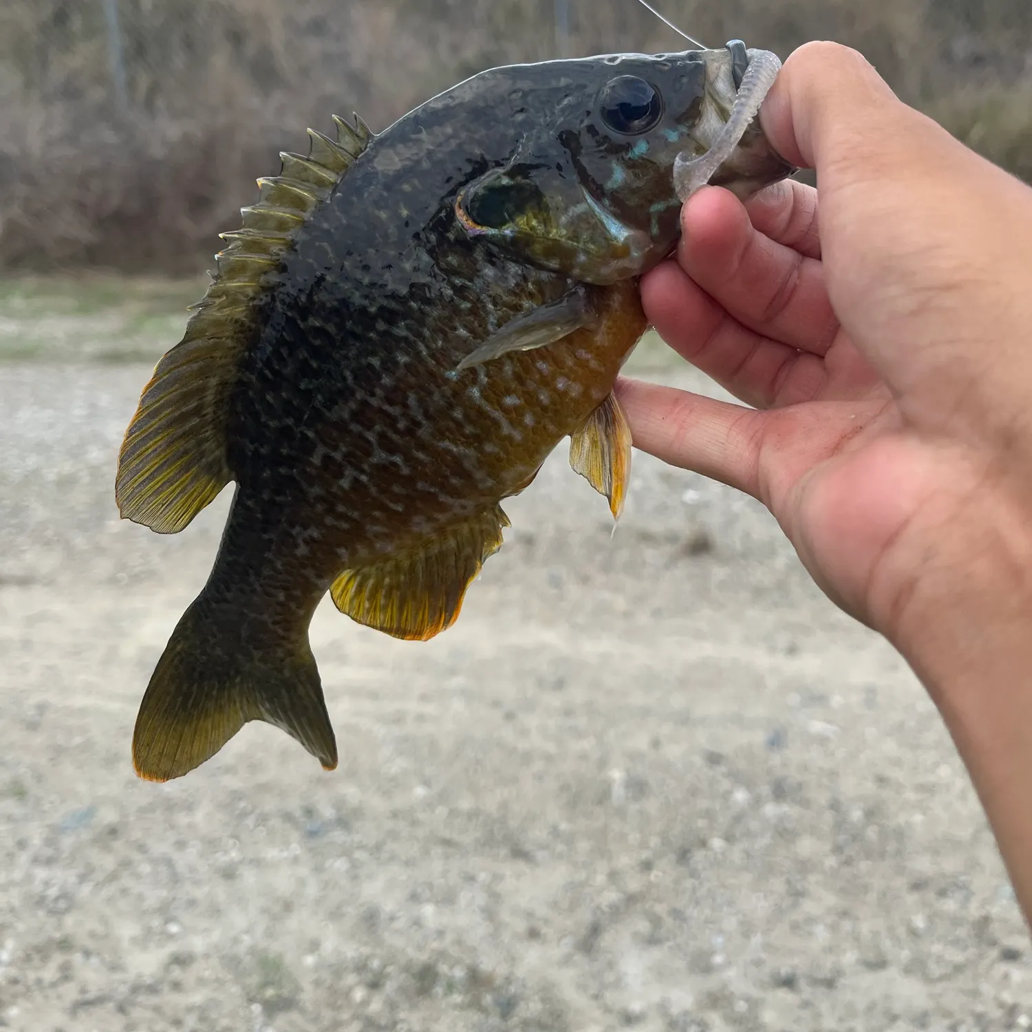 Greengill hybrid caught on Fishbrain