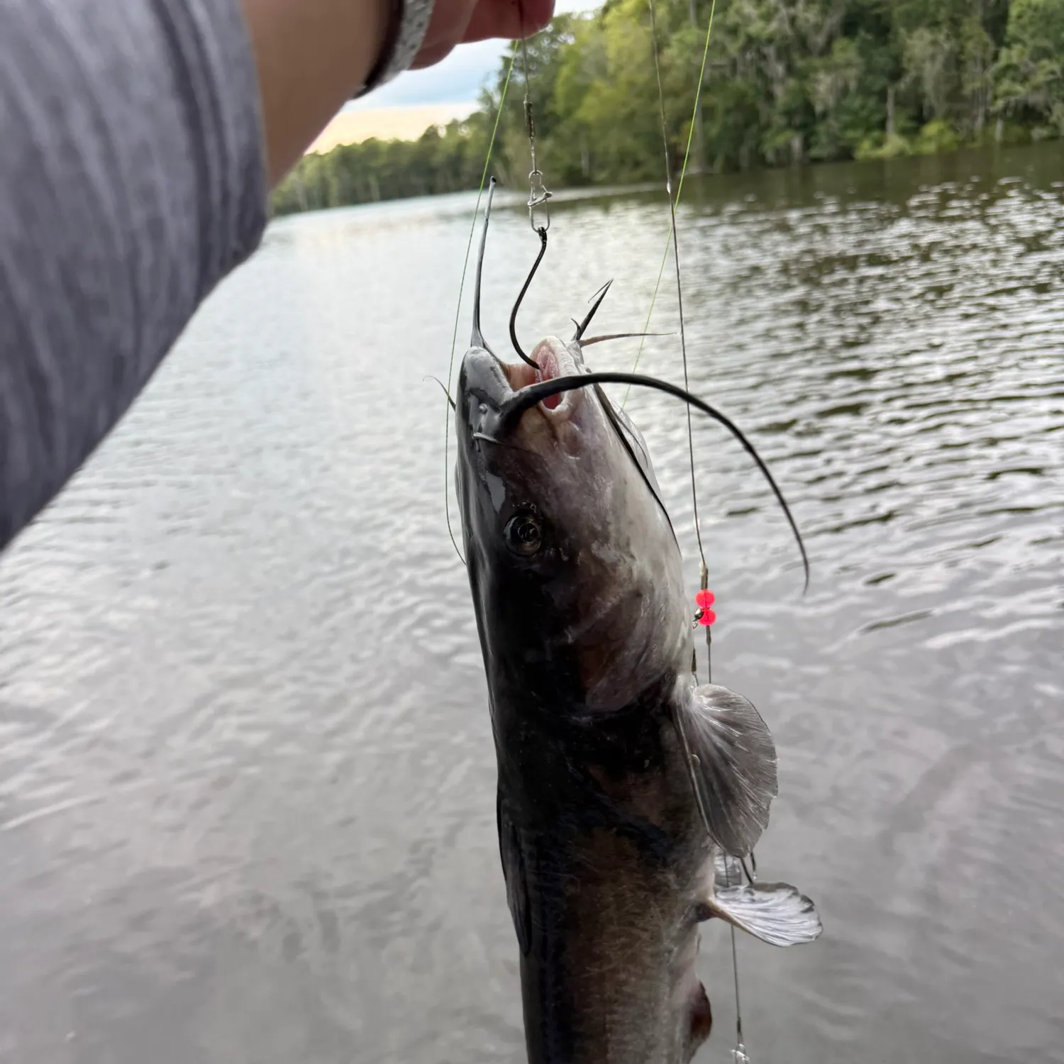 Blue catfish caught on Fishbrain