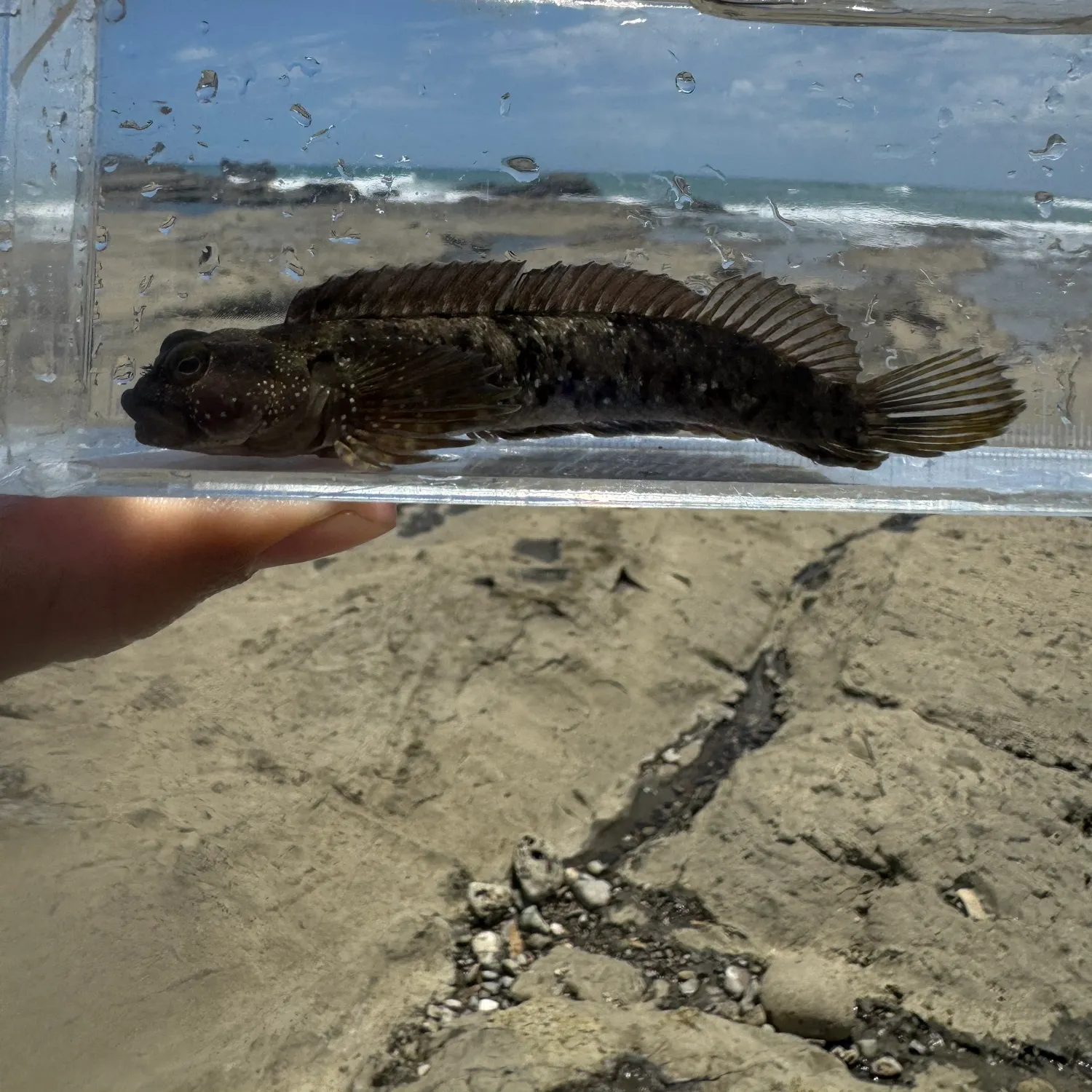 Fish caught on Fishbrain