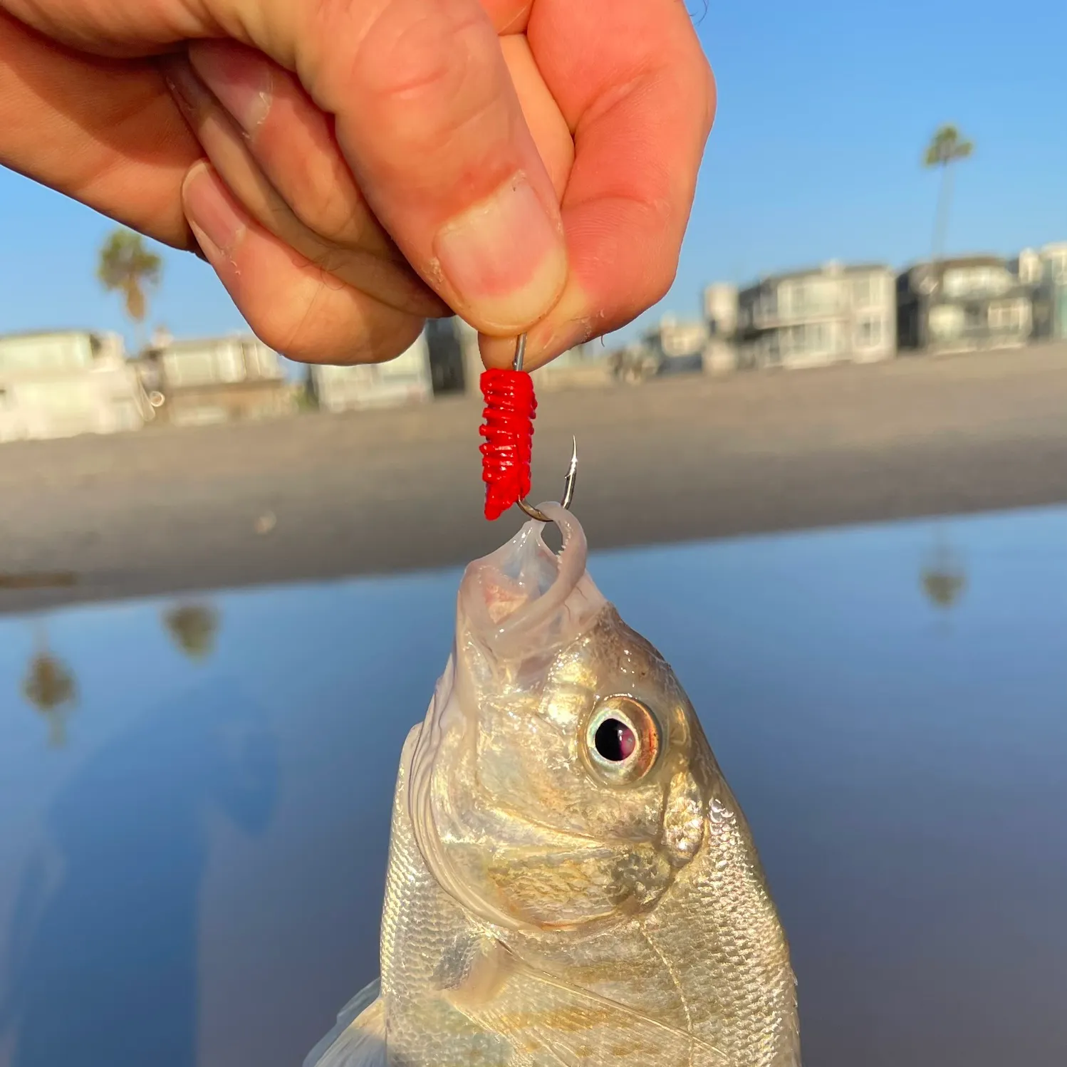 Barred surfperch caught on Fishbrain