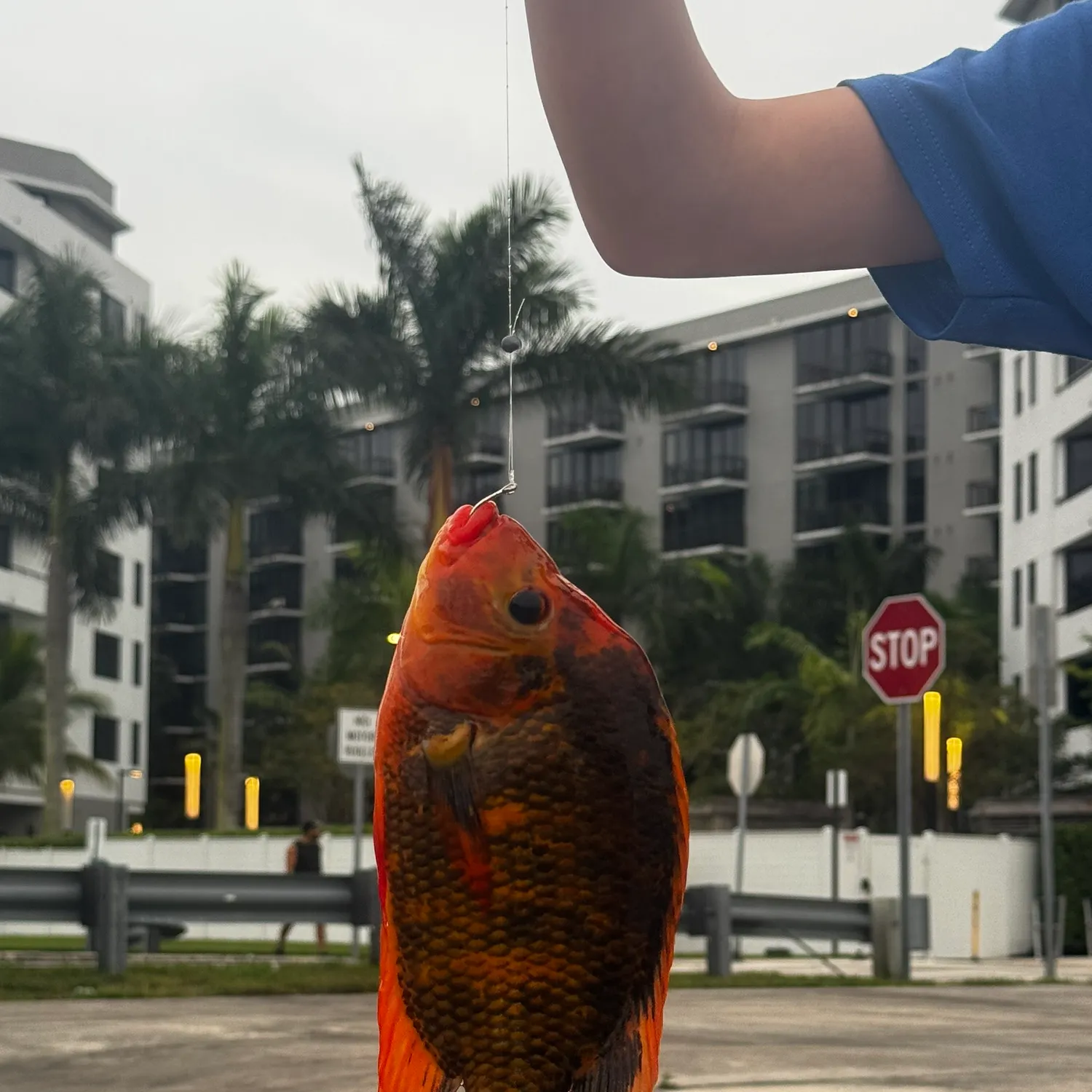 The most recent Red devil cichlid catches on Fishbrain