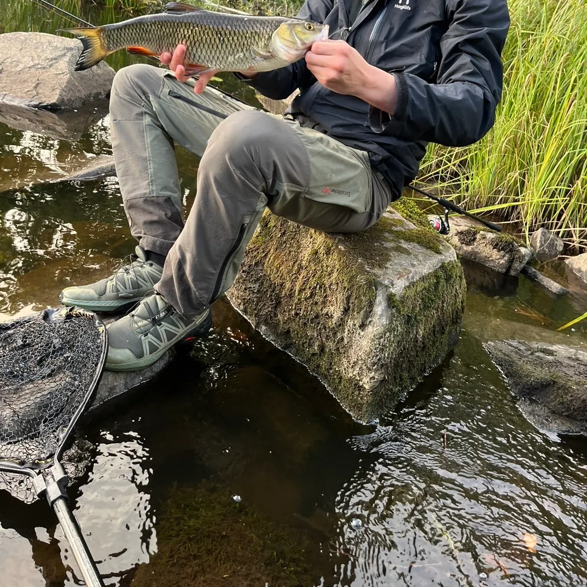 European chub caught on Fishbrain