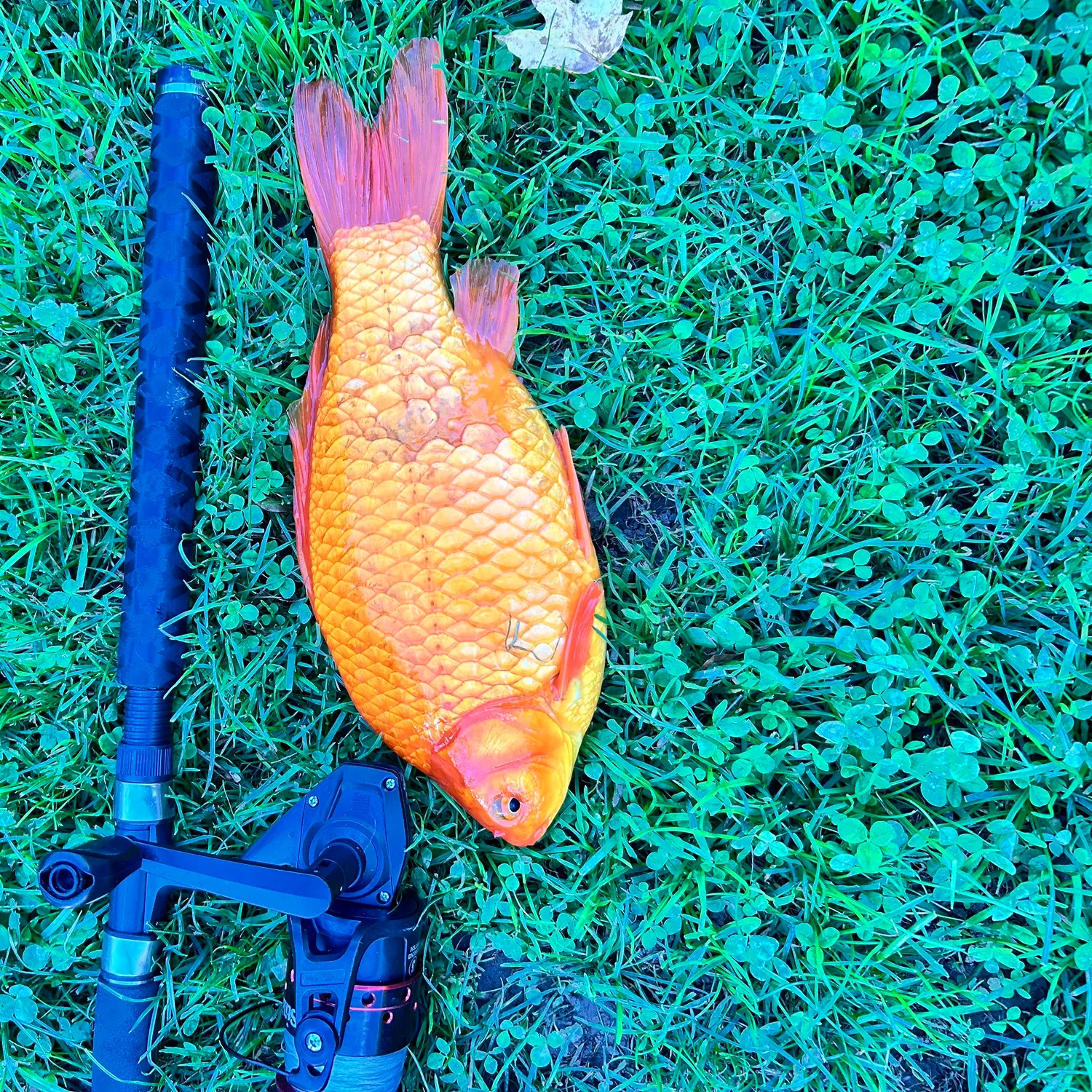 Goldfish caught on Fishbrain